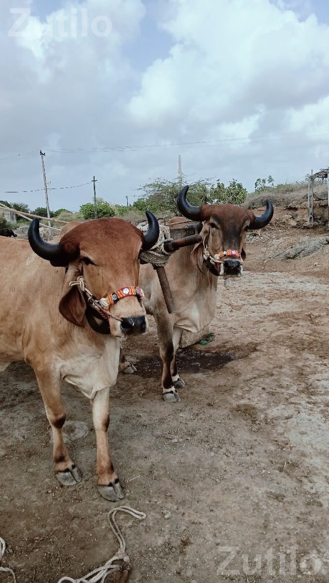 ગોધલા વેચવા ના છે.... - Land & Plots - Kalyanpur - Image 3
