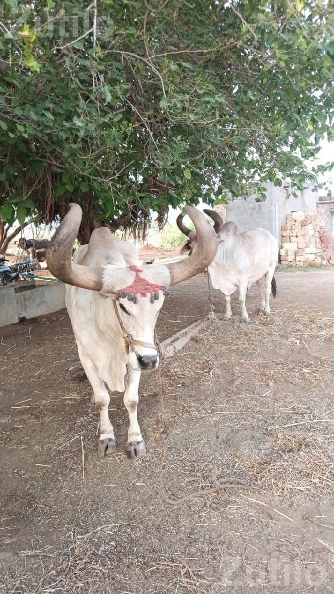 બળદ વેચવાનાછે