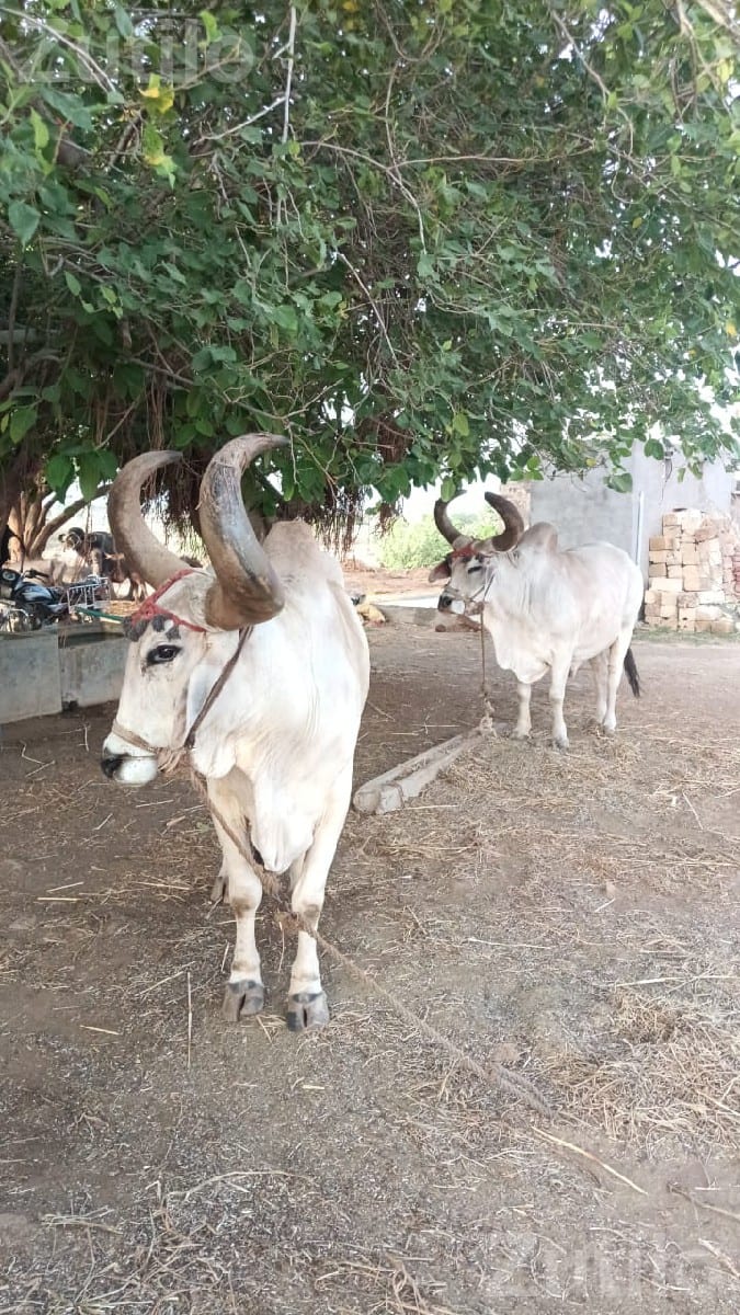 બળદ વેચવાનાછે - Land & Plots - Khambhalia - Image 2