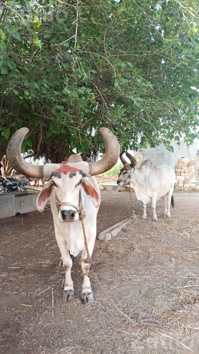 બળદ વેચવાનાછે - Land & Plots - Khambhalia - Image 3