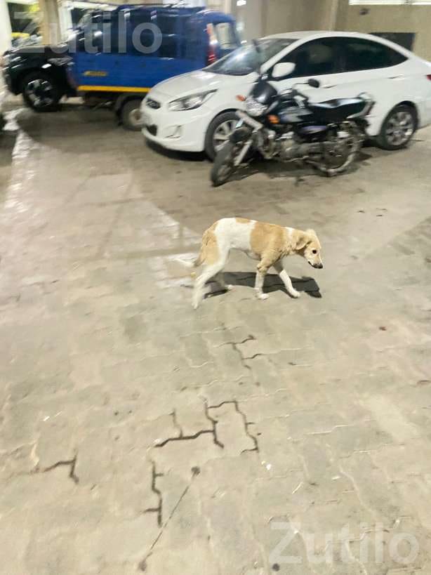 Animal Care Helper Job in Rajkot Institution - મજૂર / સહાયક - રાજકોટ શહેર - Image 2