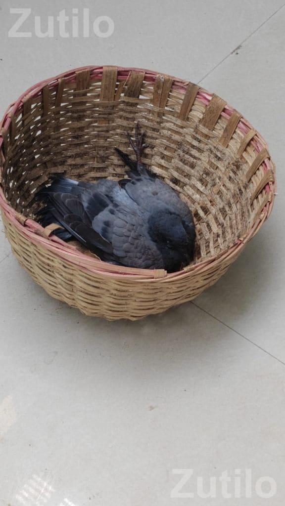Animal Care Helper Job in Rajkot Institution - મજૂર / સહાયક - રાજકોટ શહેર - Image 3