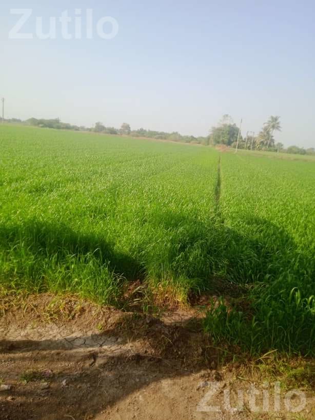 20 Vigha Agricultural Land for Sale Near Manavadar 20 Vigha Agricultural Land for Sale Near Manavadar