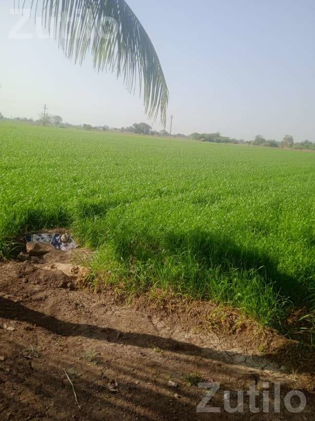 20 Vigha Agricultural Land for Sale Near Manavadar - જમીન અને પ્લોટ - જુનાગઢ - Image 4