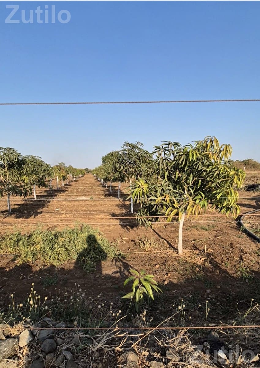 10 Vigha Mango Orchard Land for Sale 10 Vigha Mango Orchard Land for Sale