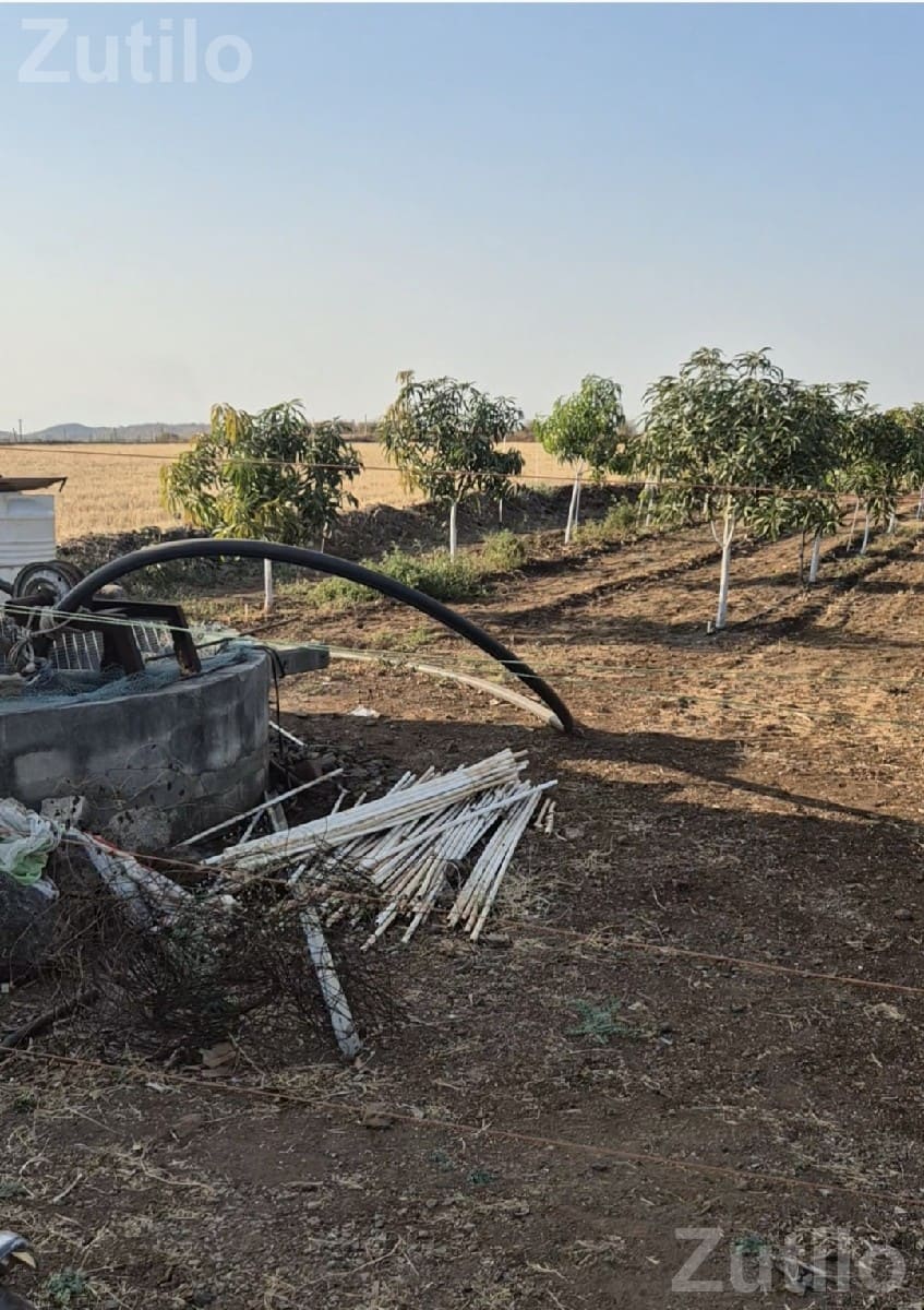 10 Vigha Mango Orchard Land for Sale - Land & Plots - Visavadar - Image 2