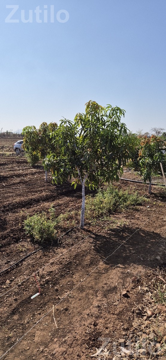 10 Vigha Mango Orchard Land for Sale - Land & Plots - Visavadar - Image 3