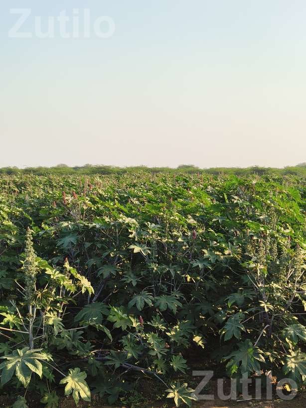 25 Vigha Road Touch Agricultural Land for Sale 25 Vigha Road Touch Agricultural Land for Sale