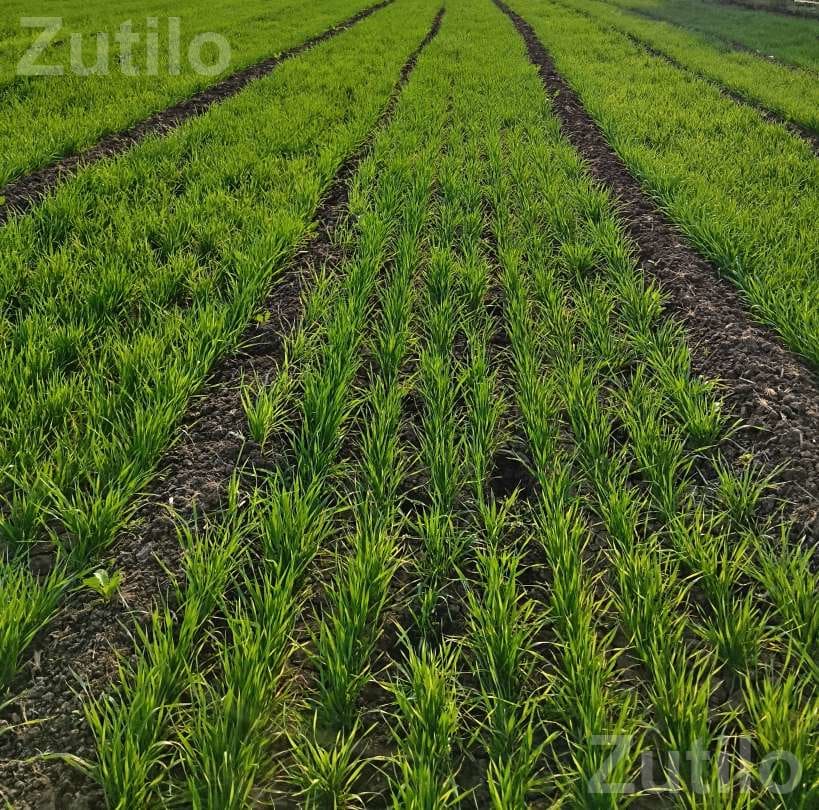 25 Vigha Road Touch Agricultural Land for Sale - જમીન અને પ્લોટ - ખાંભા - Image 2