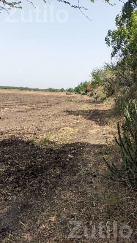 Agricultural Land 8 Vigha 5 Guntha with Well - Land & Plots - Amreli City - Image 5