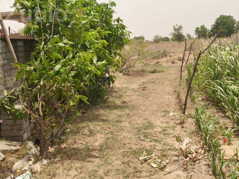 4 Acre Agricultural Land Near Main Highway - જમીન અને પ્લોટ - થરાદ - Image 2
