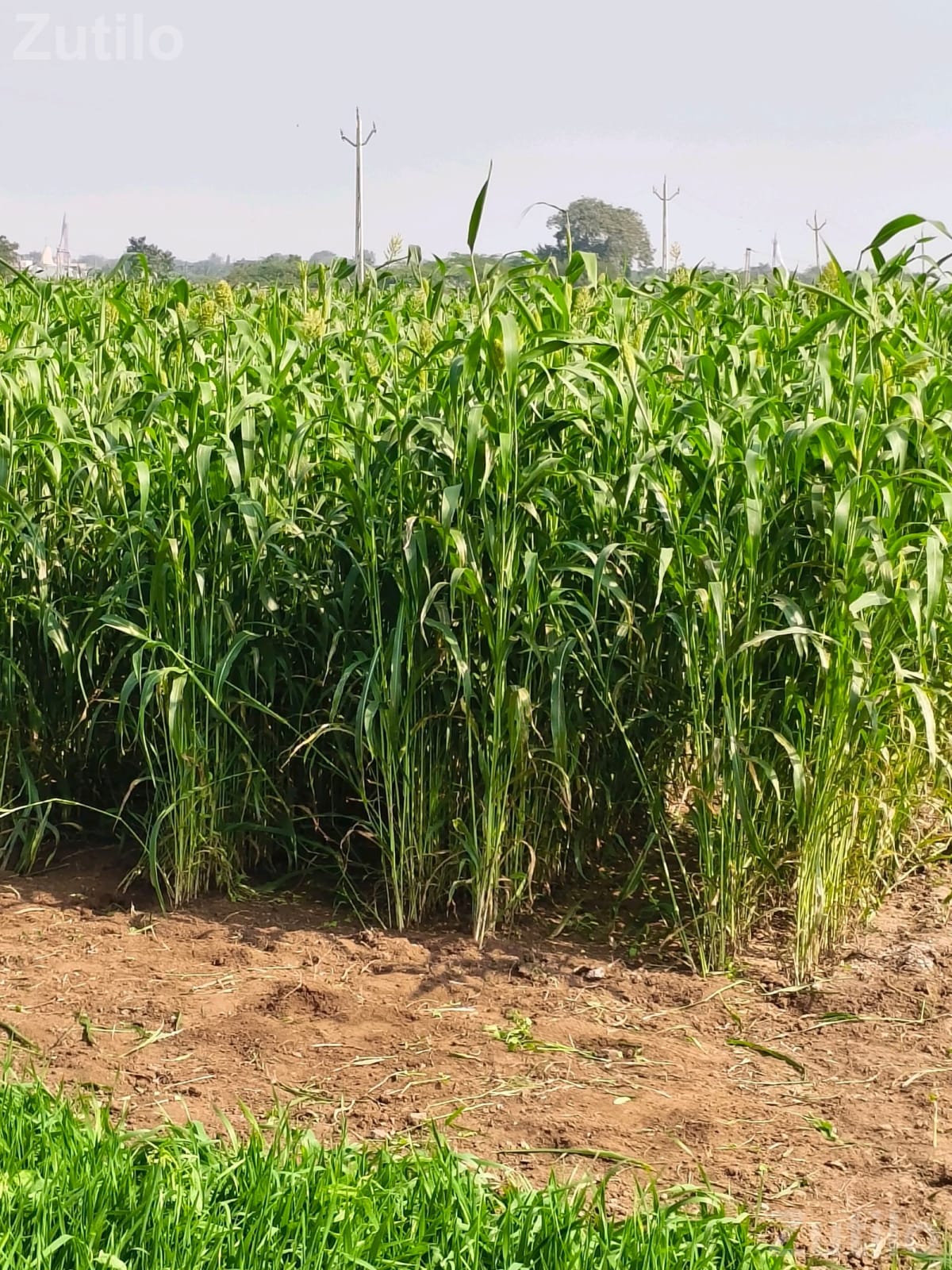 5 Vigha Agricultural Land for Sale 5 Vigha Agricultural Land for Sale