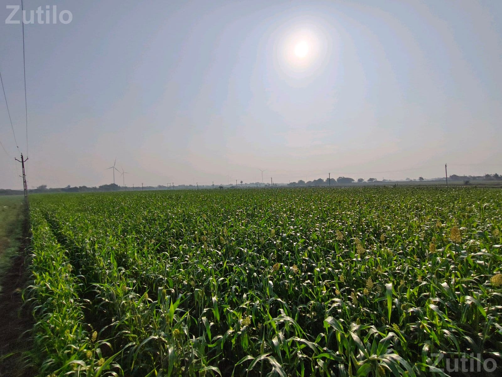 5 Vigha Agricultural Land for Sale - જમીન અને પ્લોટ - કલ્યાણપુર - Image 2