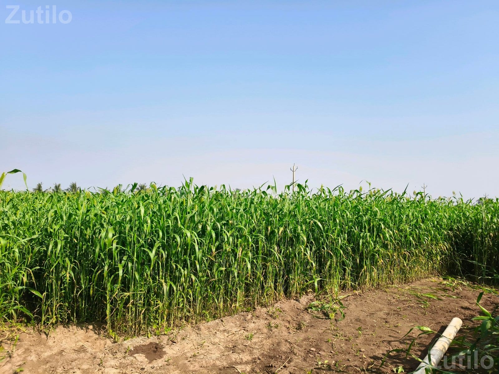 5 Vigha Agricultural Land for Sale - જમીન અને પ્લોટ - કલ્યાણપુર - Image 3