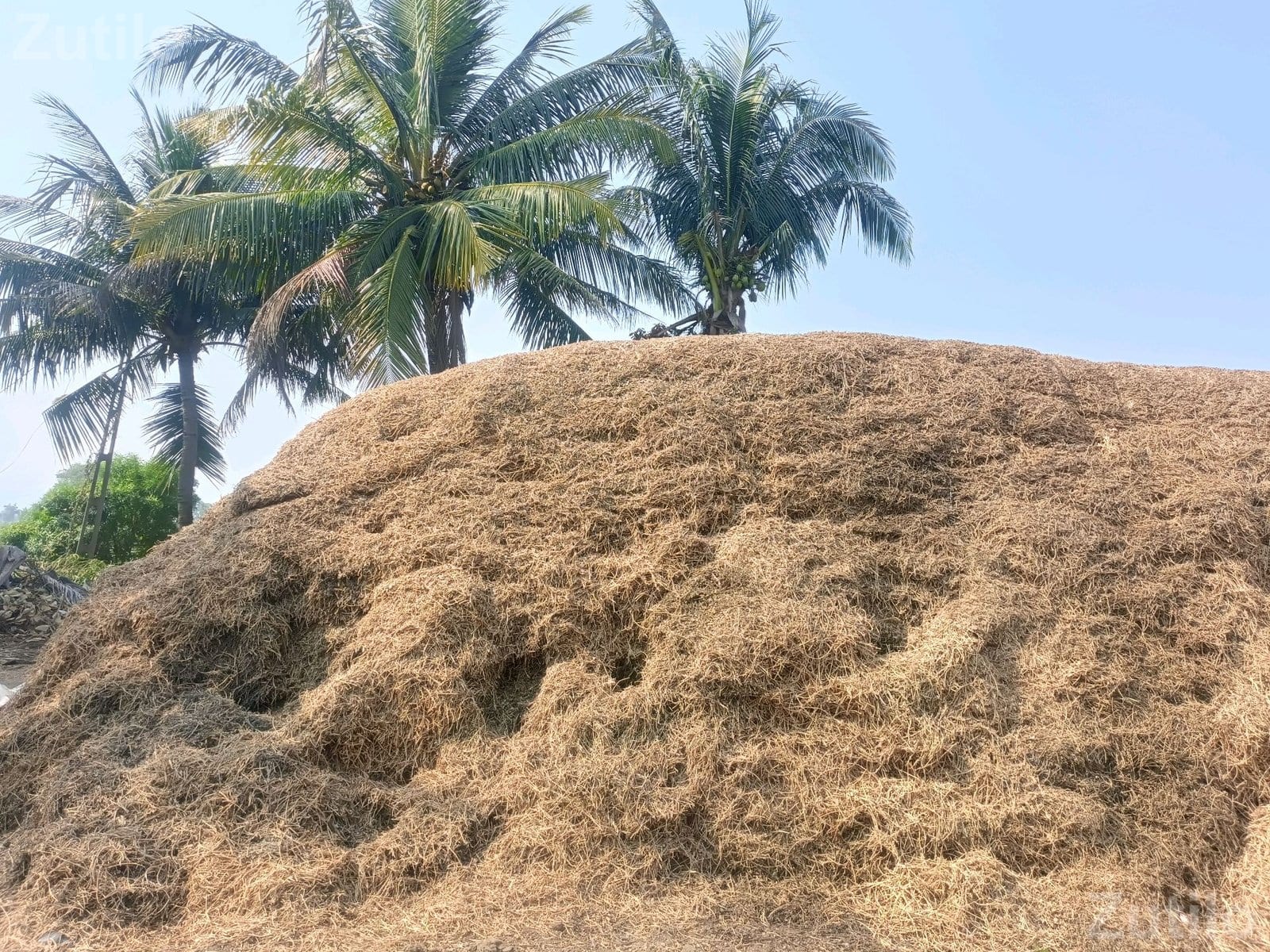 30 Vigha Agricultural Land Plot for Sale - જમીન અને પ્લોટ - ભાણવડ - Image 2