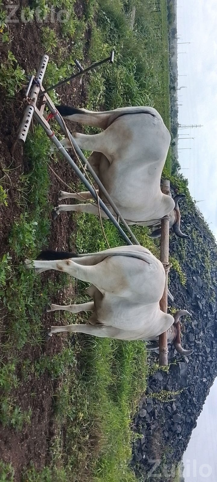Agricultural Land Plot with Plantation Agricultural Land Plot with Plantation