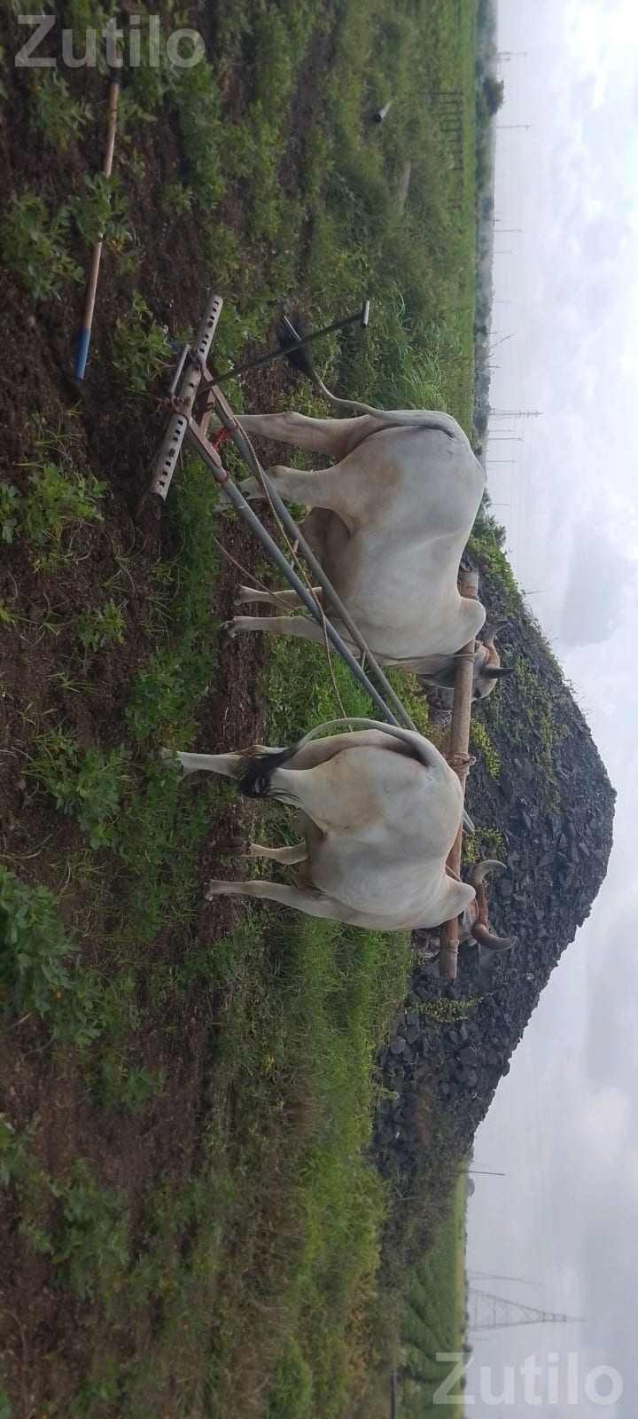 Agricultural Land Plot with Plantation - જમીન અને પ્લોટ - ખંભાળિયા - Image 2