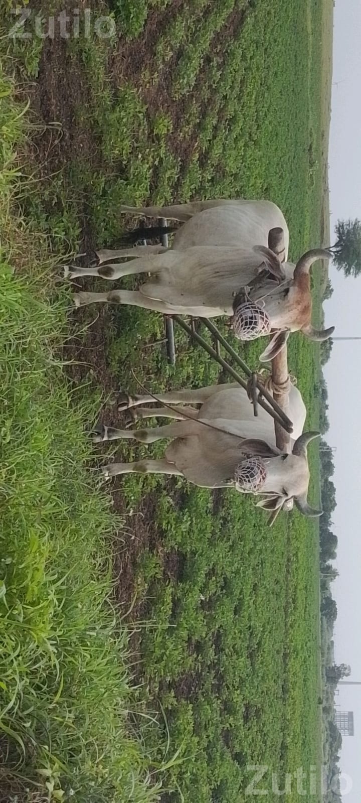 Agricultural Land Plot with Plantation - જમીન અને પ્લોટ - ખંભાળિયા - Image 3