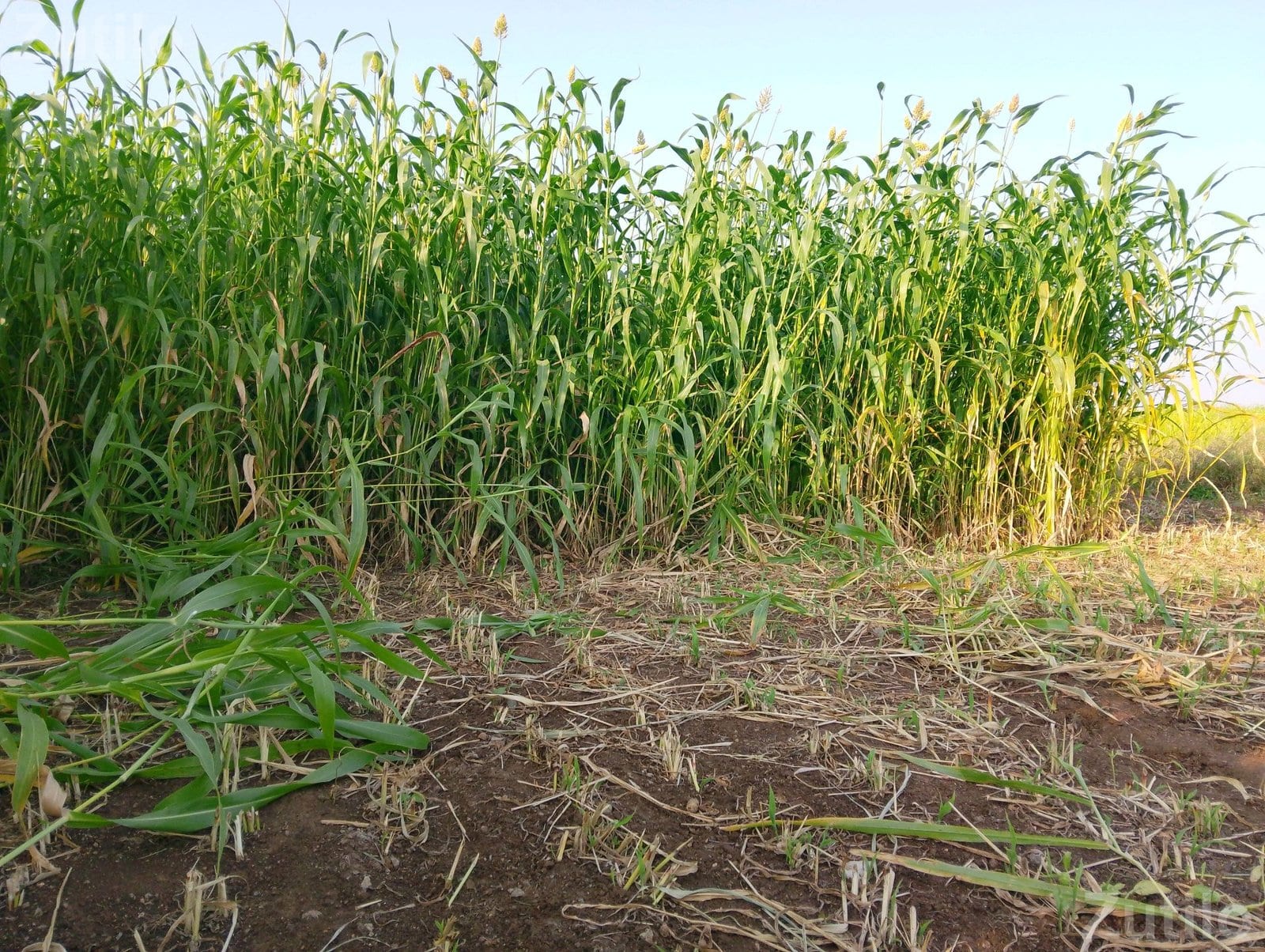 7 Bigha Agricultural Land Plot for Sale - જમીન અને પ્લોટ - ખંભાળિયા - Image 3