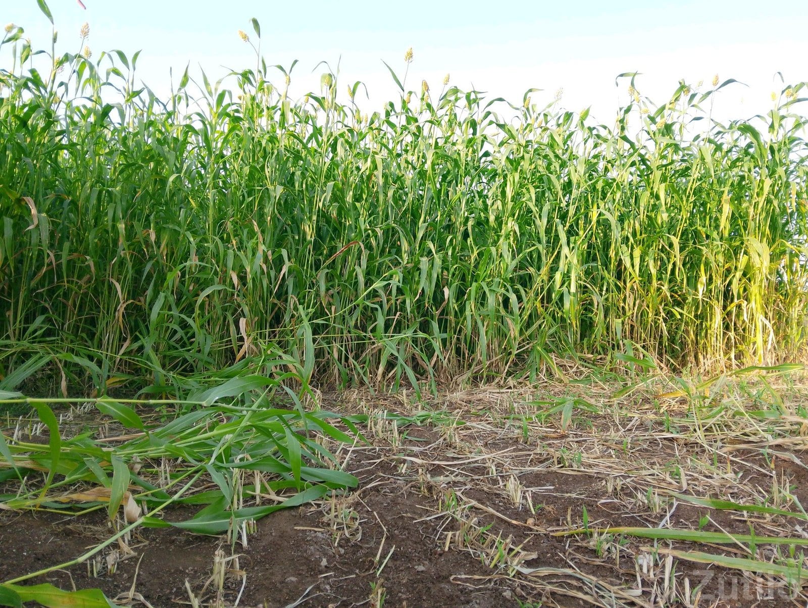 7 Bigha Agricultural Land Plot for Sale - જમીન અને પ્લોટ - ખંભાળિયા - Image 4