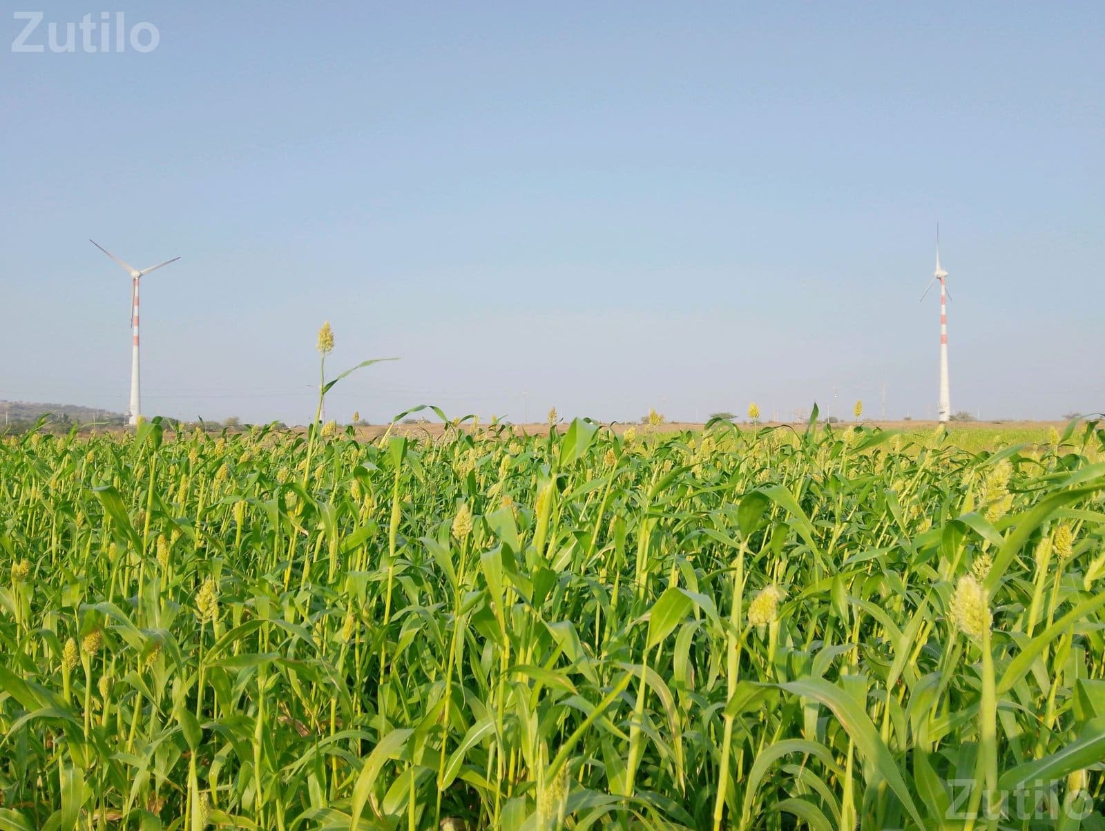 7 Bigha Agricultural Land Plot for Sale - જમીન અને પ્લોટ - ખંભાળિયા - Image 5
