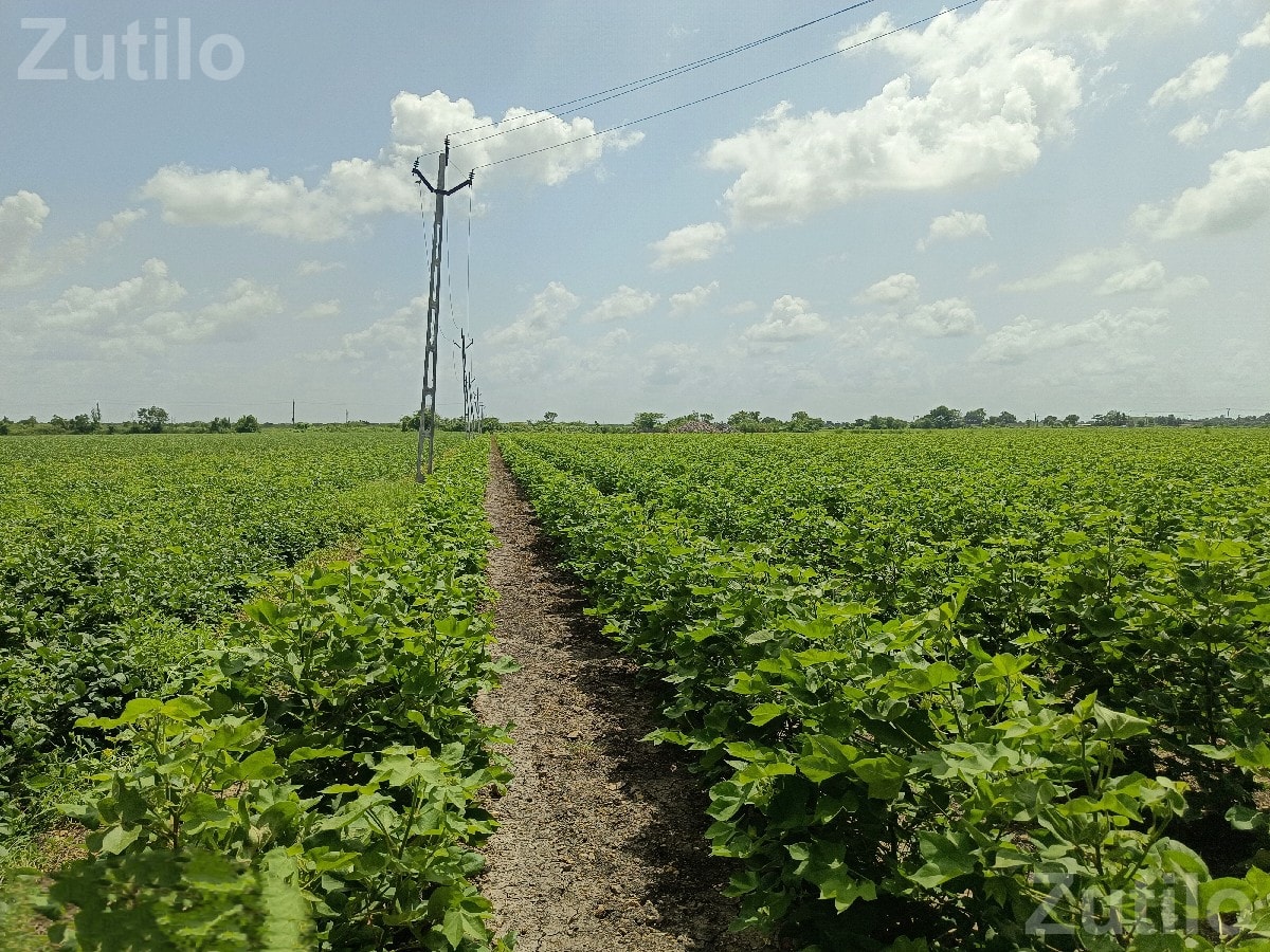 10 Vigha Irrigated Agricultural Land