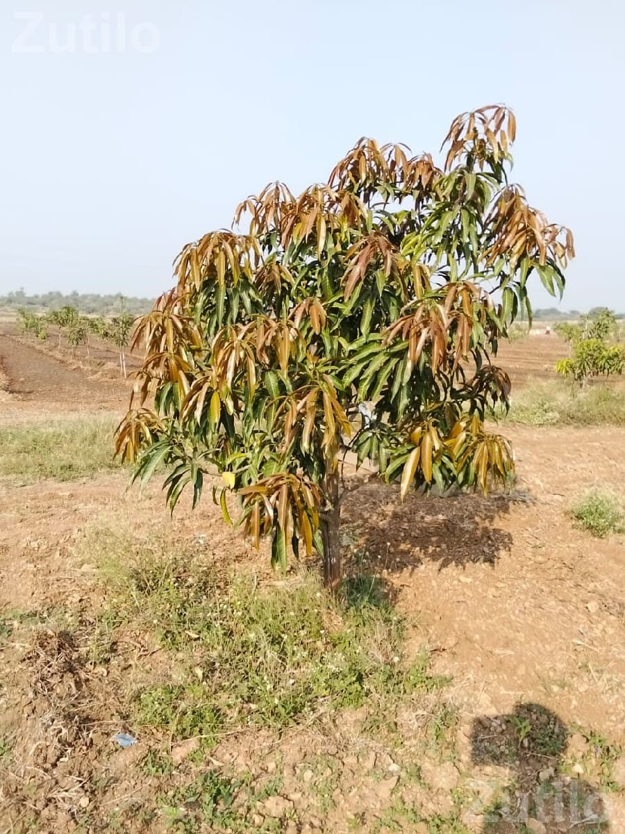 45 Vigha Agricultural Land with Mango Orchard
