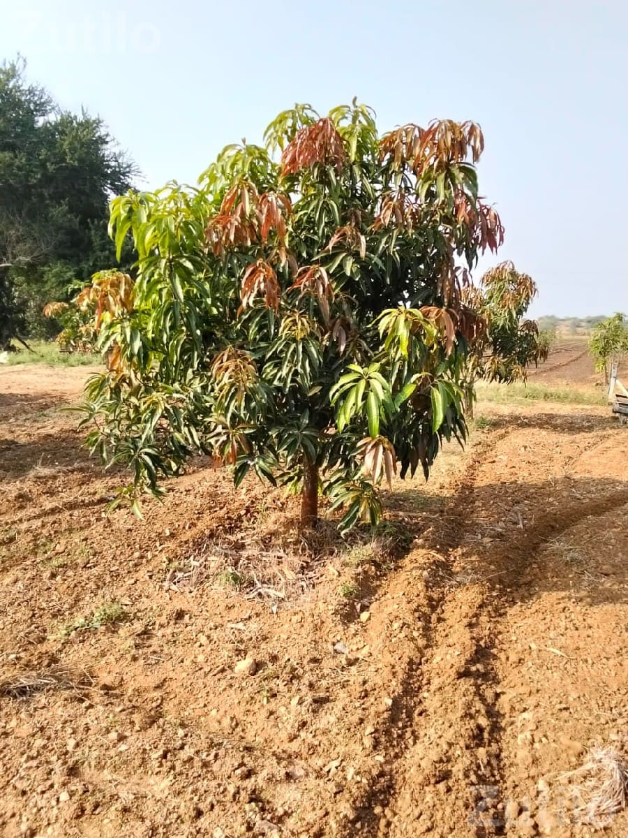 45 Vigha Agricultural Land with Mango Orchard - જમીન અને પ્લોટ - જામજોધપુર - Image 2