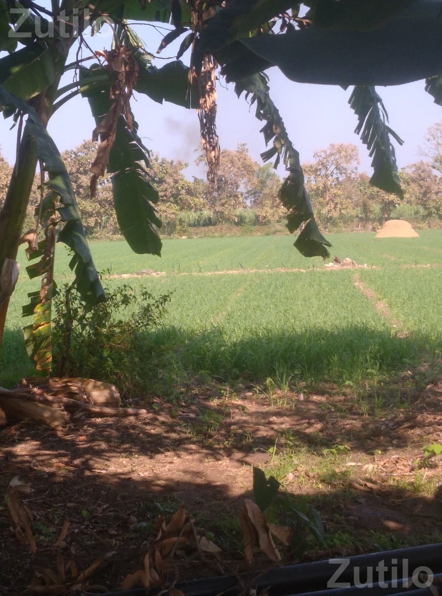 16 Vigha Fertile Agricultural Land for Sale