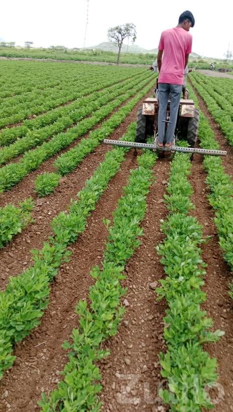Farm Labour Couple Needed for Permanent Work - મજૂર / સહાયક - જામજોધપુર - Image 2