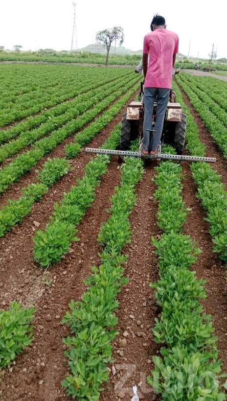 Farm Labour Couple Needed for Permanent Work - મજૂર / સહાયક - જામજોધપુર - Image 3
