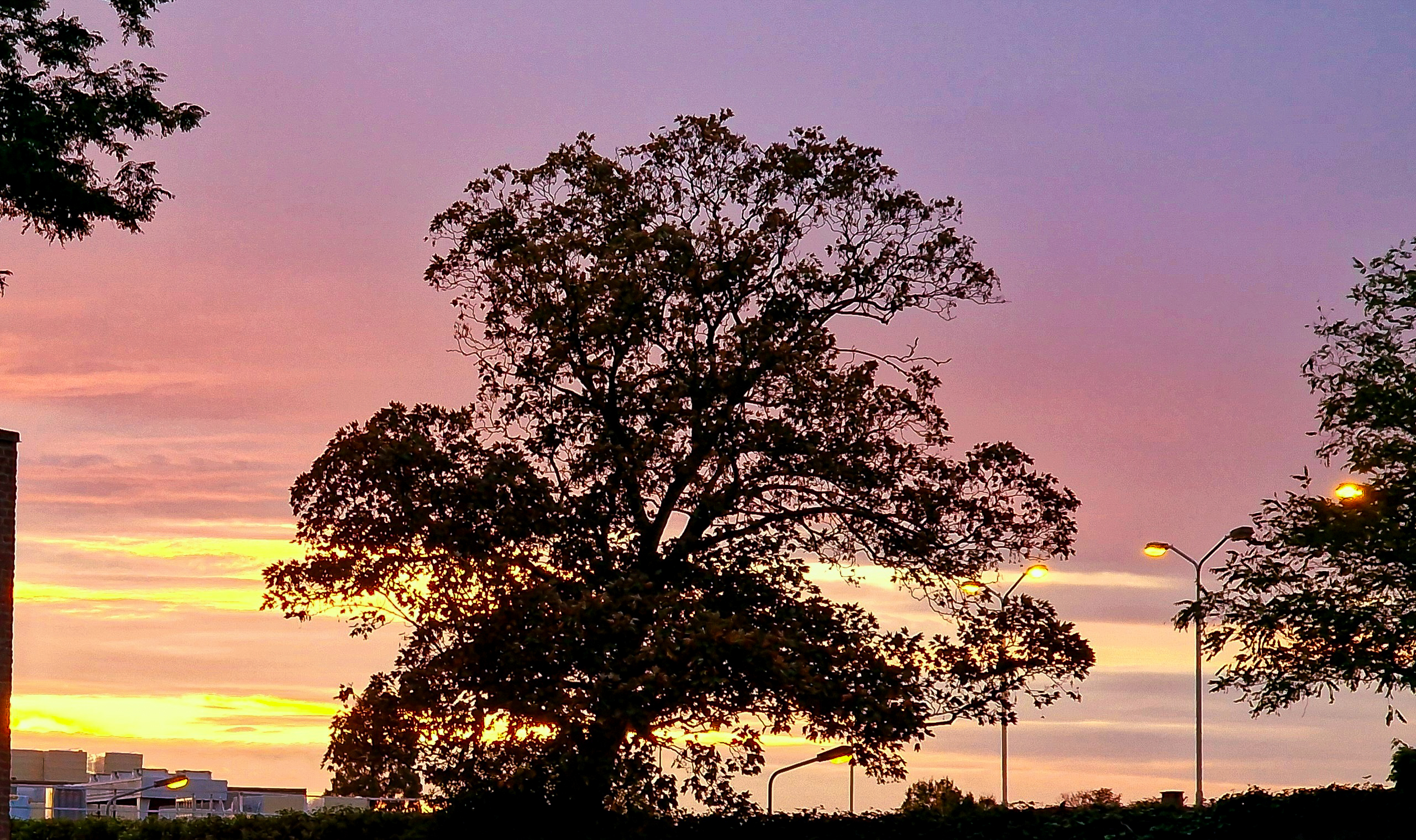 Zonsondergang bomen