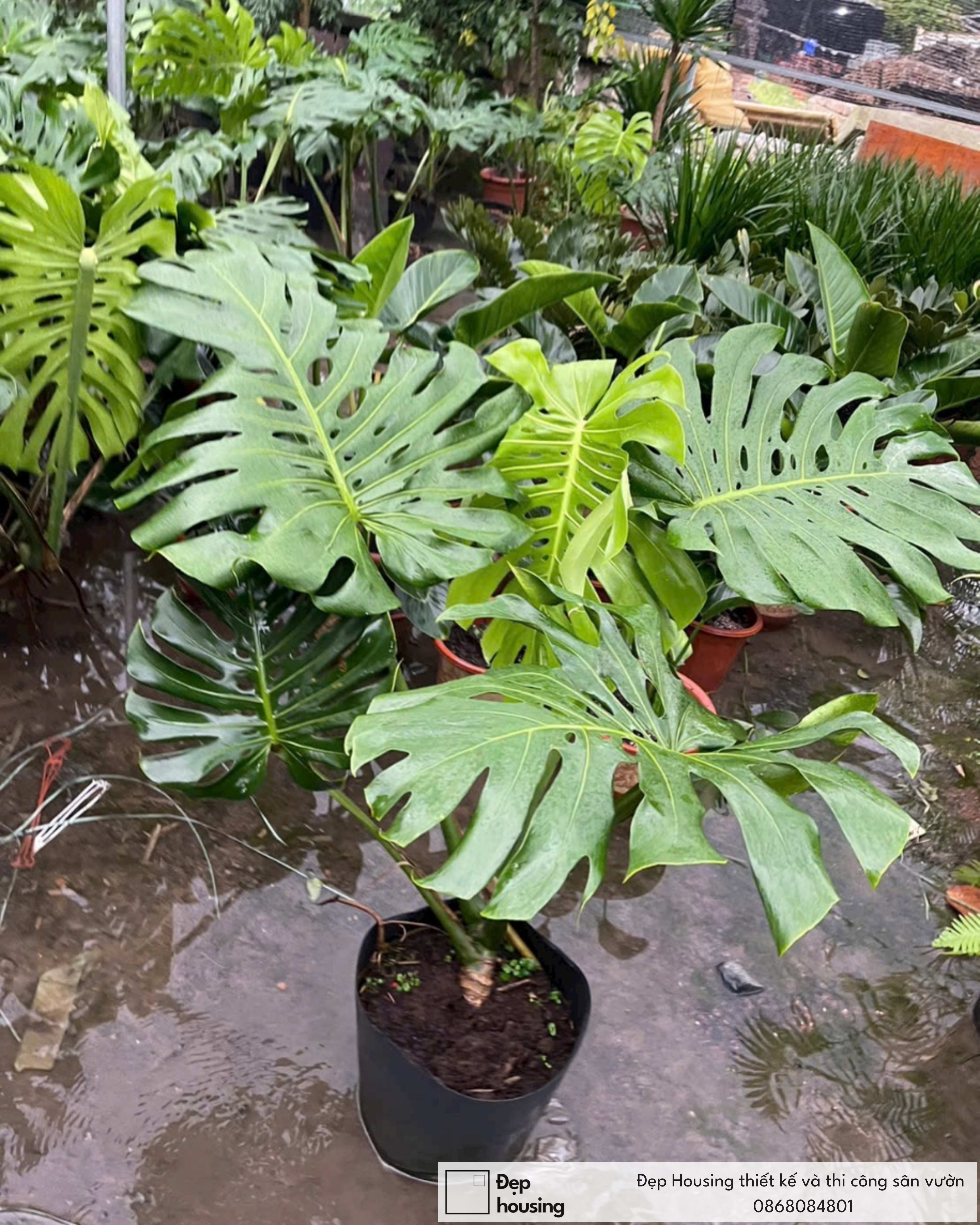 Cây Monstera lớn
