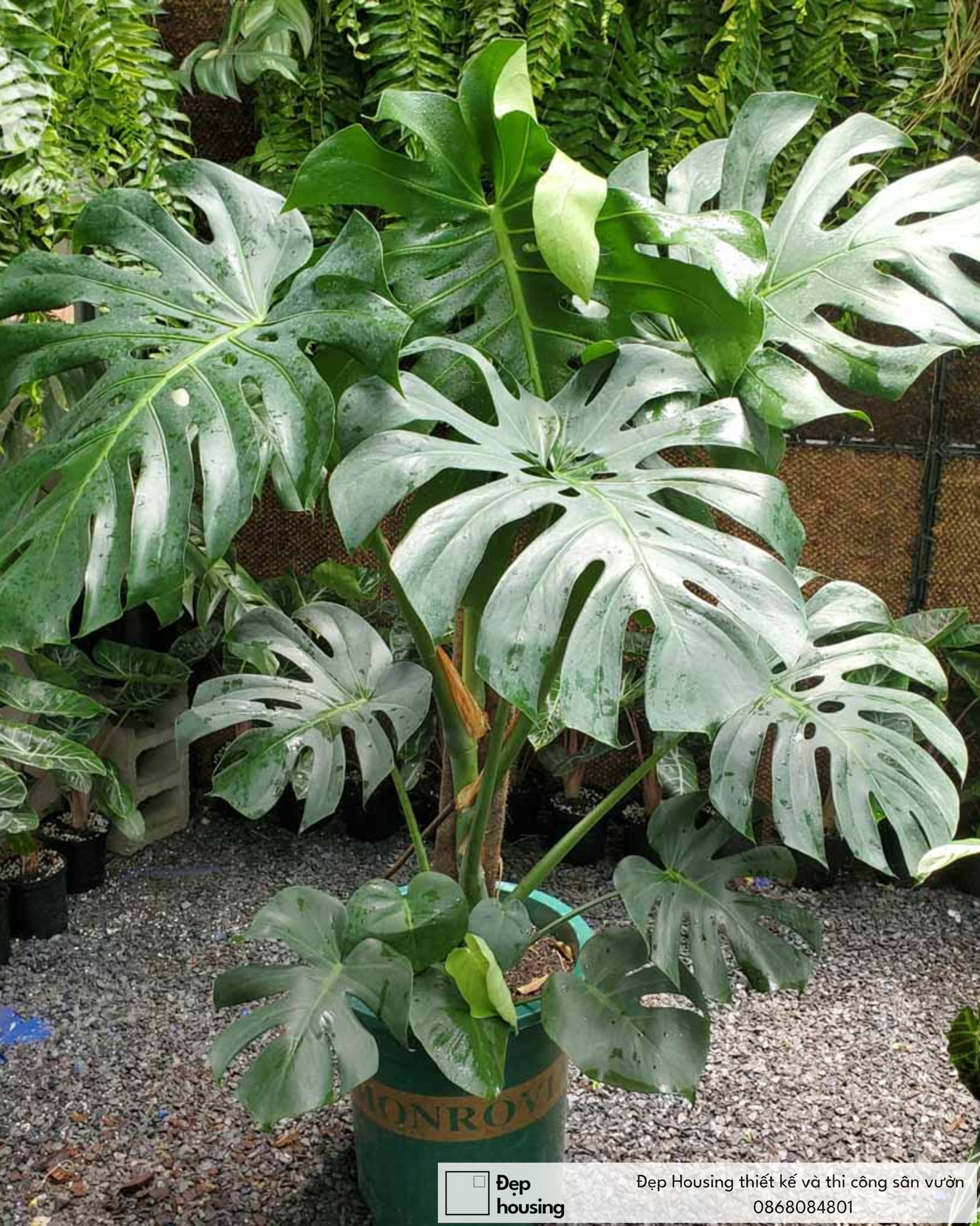 Cây Monstera lớn x2