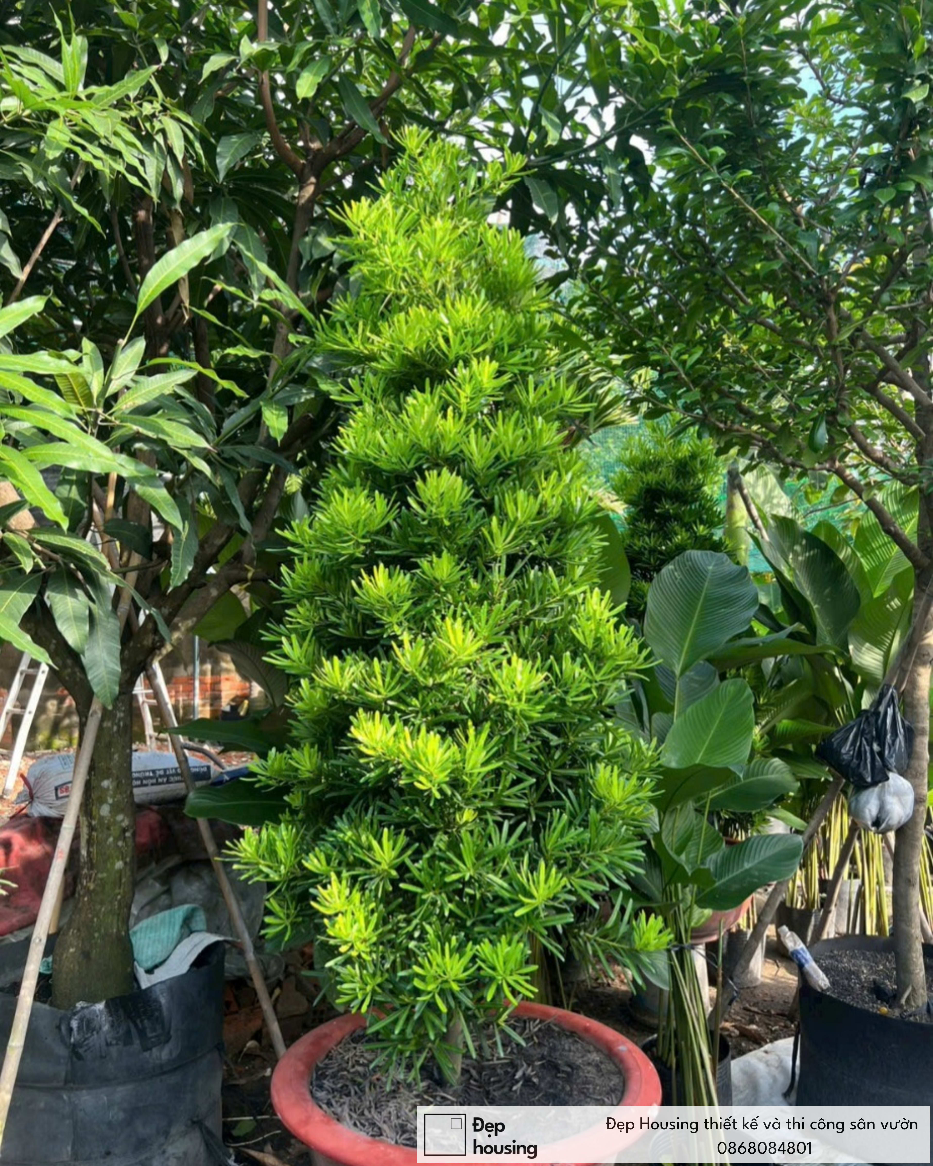 Cây tùng kim cương 1m5
