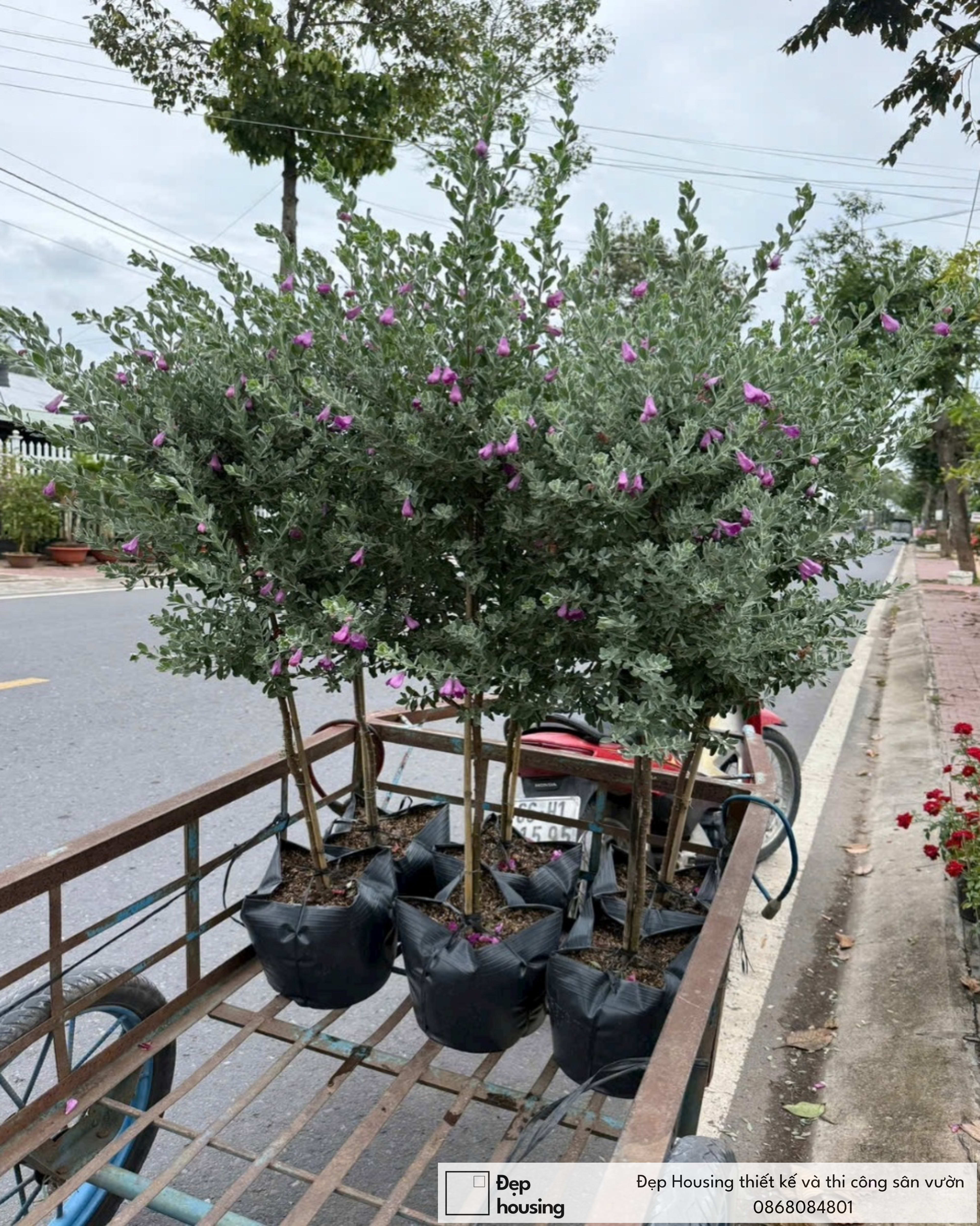 Cây tuyết sơn phi hổ dáng tree