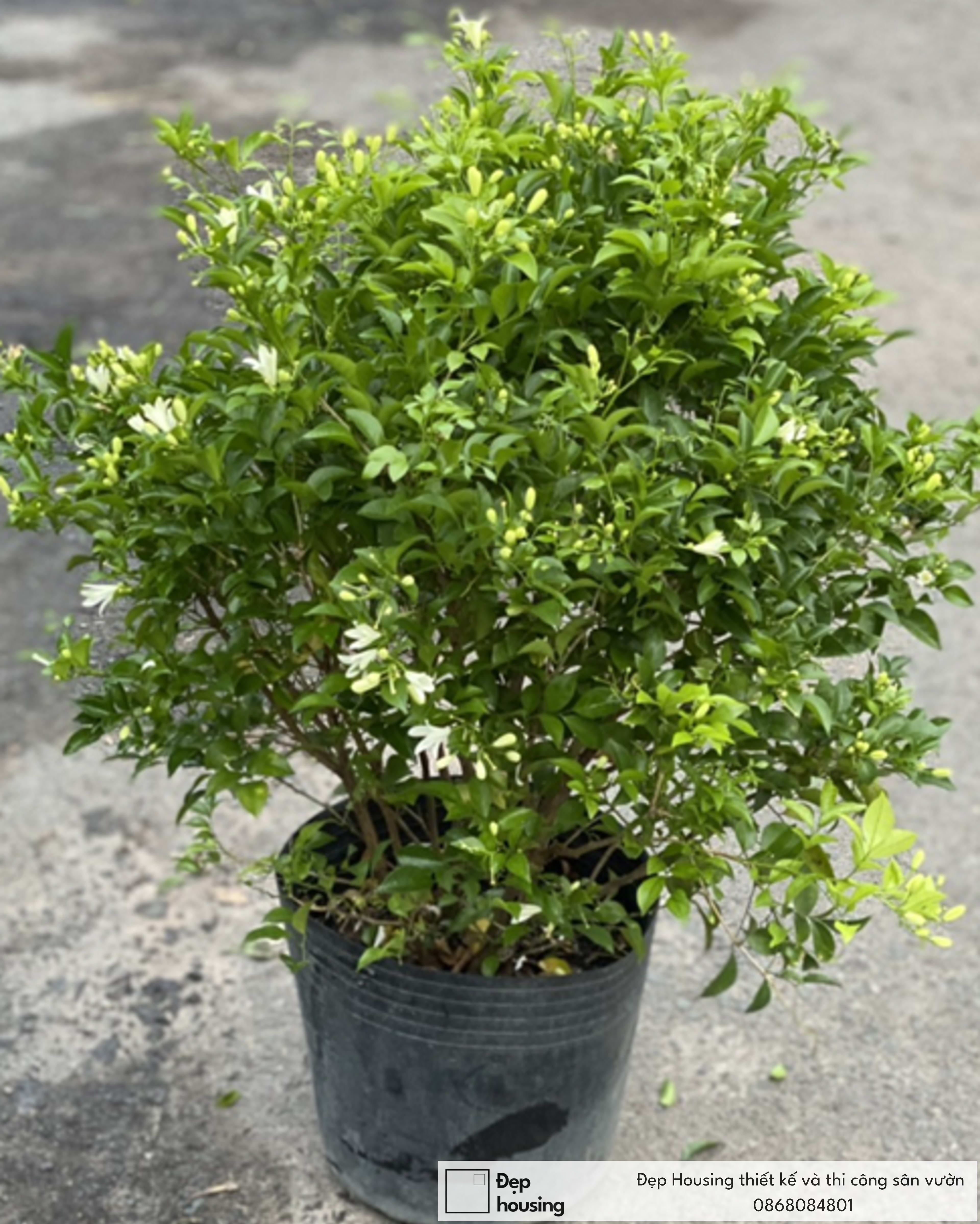 Cây nguyệt quế thường
