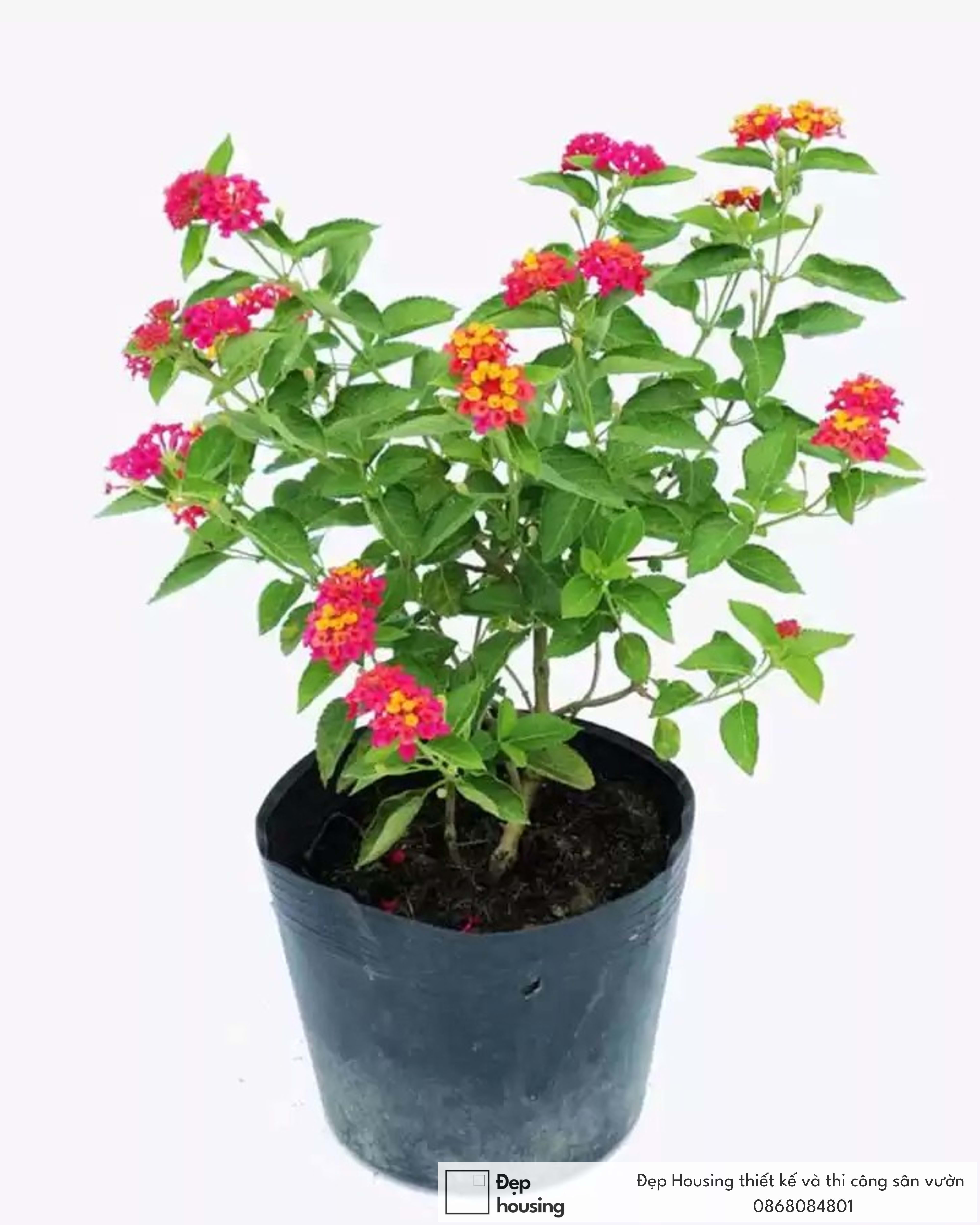 Cây trâm ổi cam đỏ