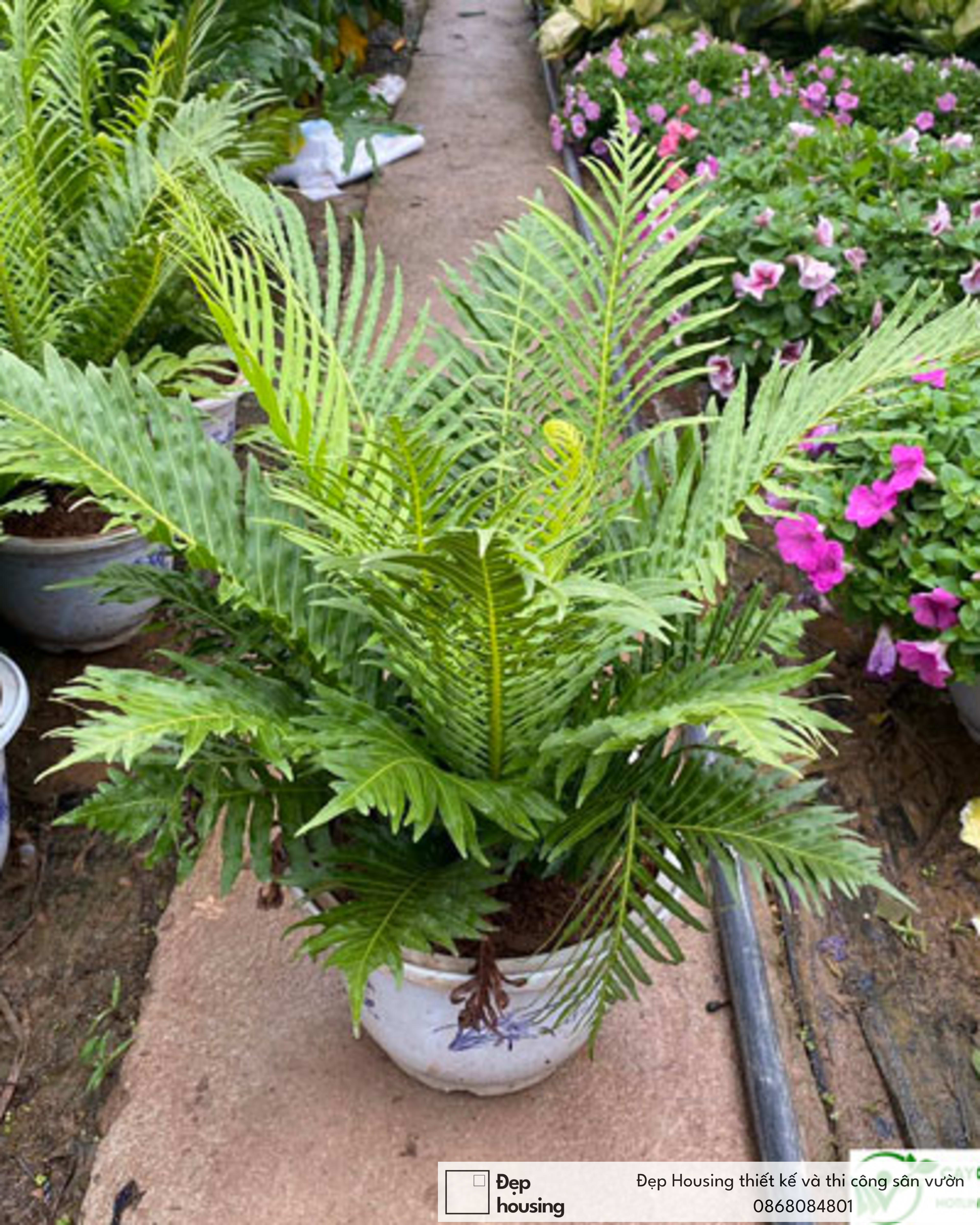 Cây dương xỉ khổng tước