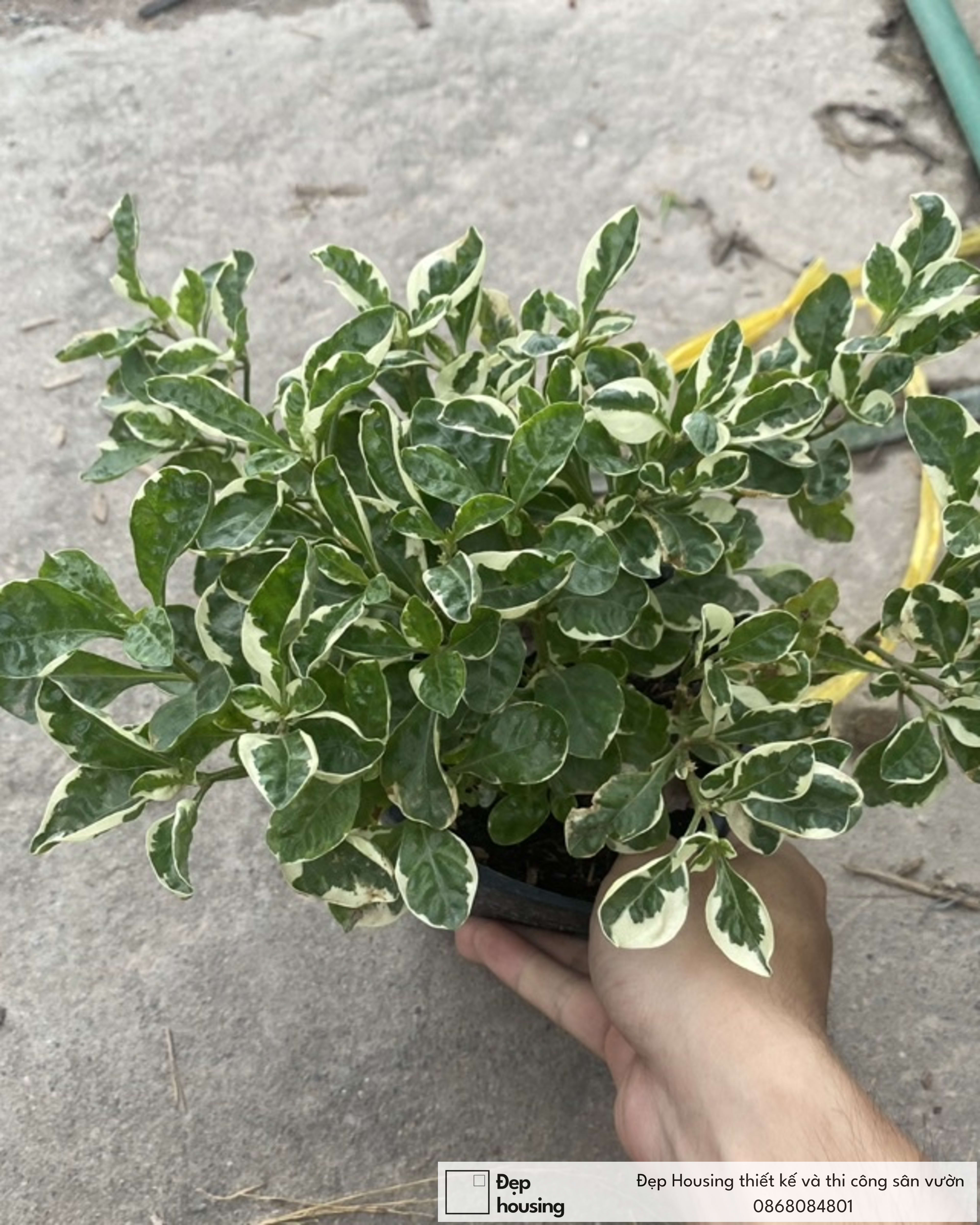 Cây lá cẩm thạch bò