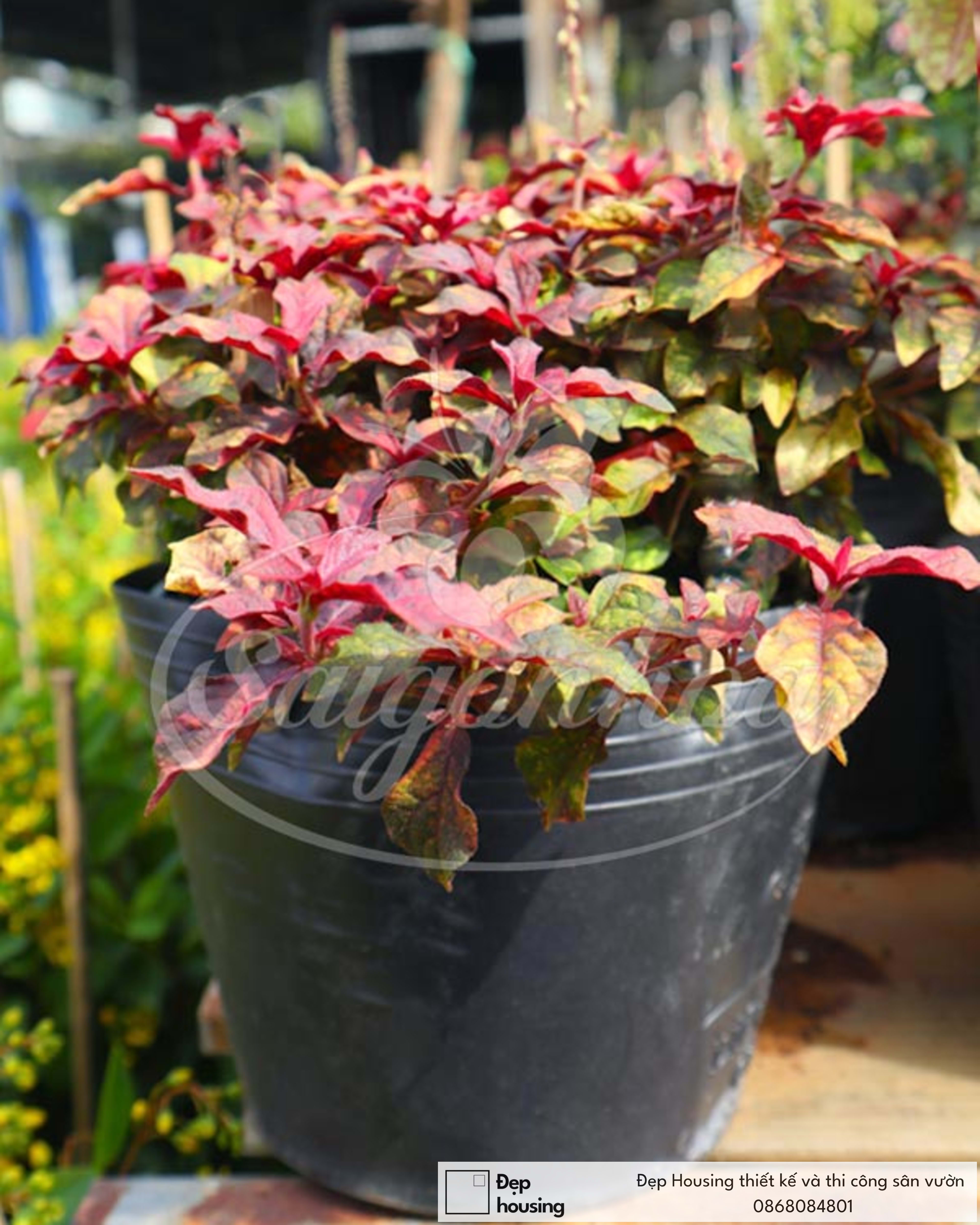 Cây ruby bò