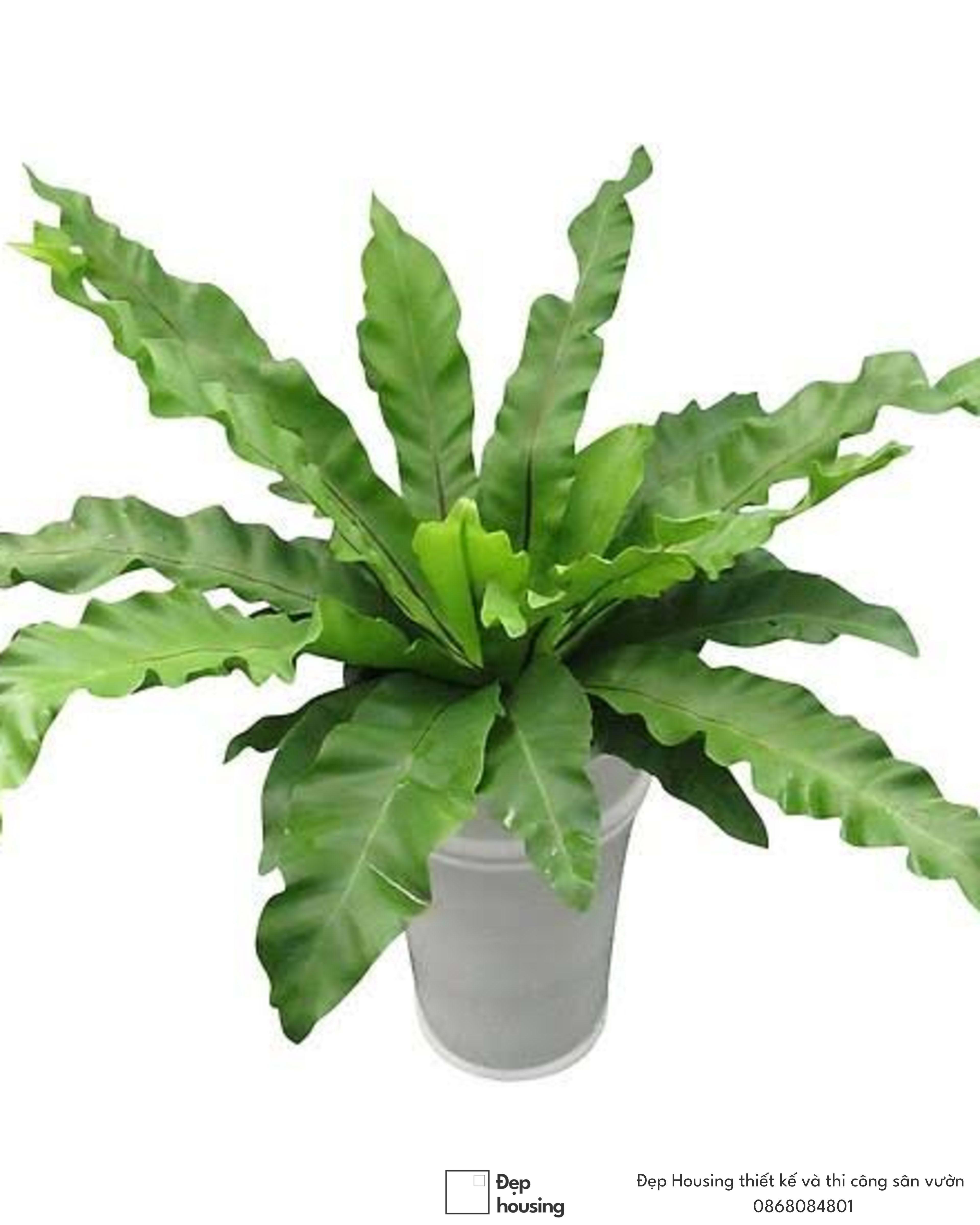 Cây ráng ổ phụng