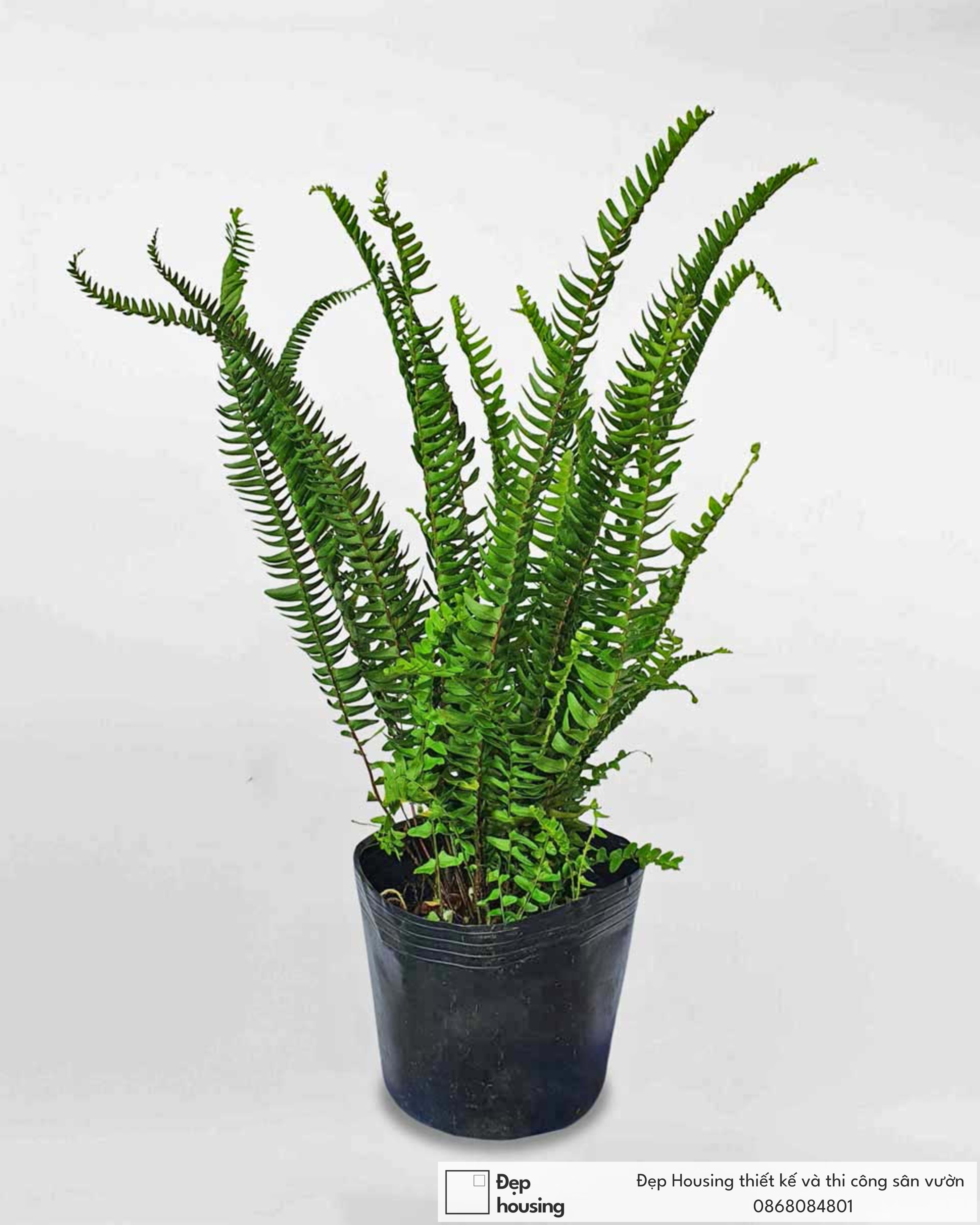 Cây dương xỉ lá me