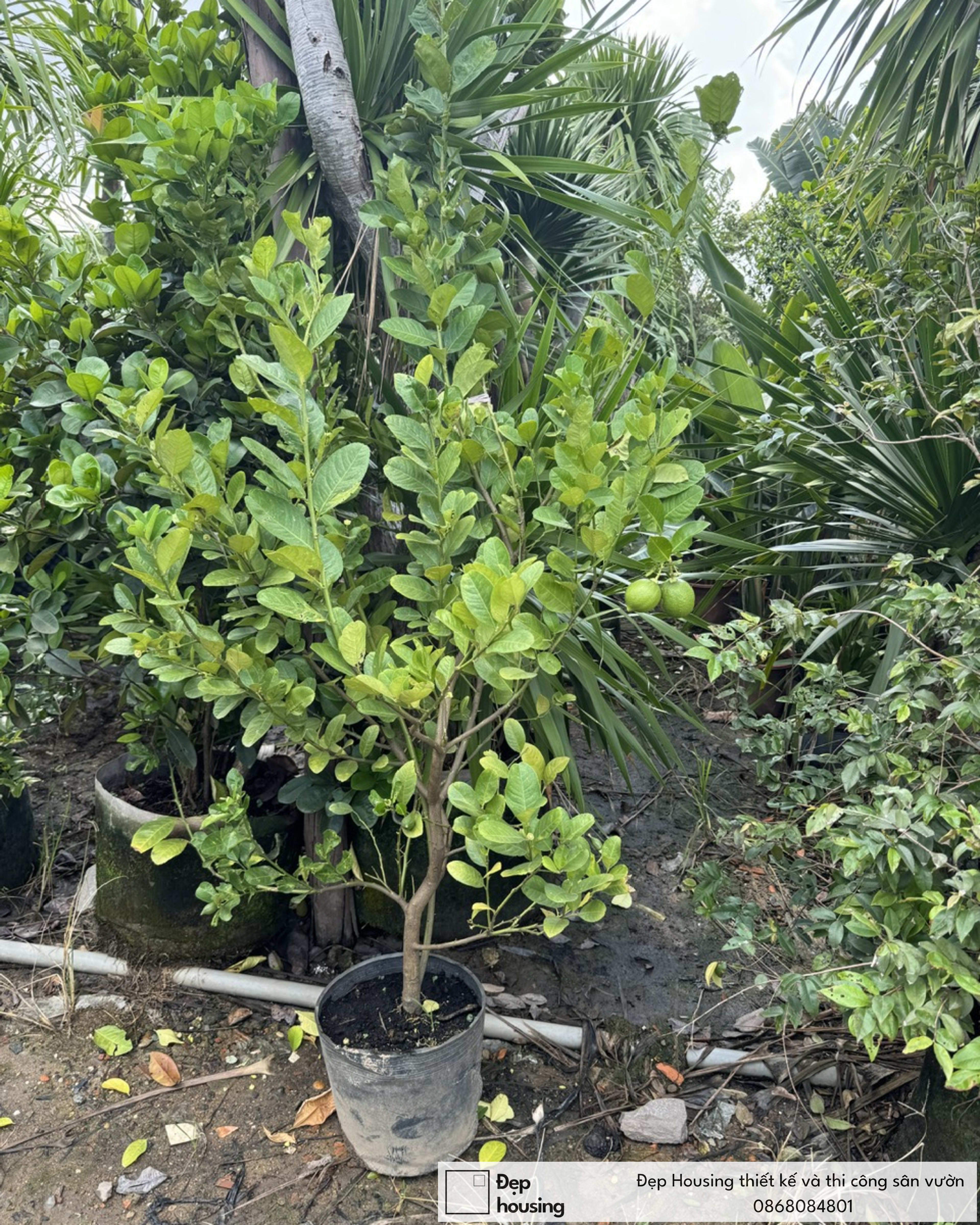 Cây Chanh vàng bụi