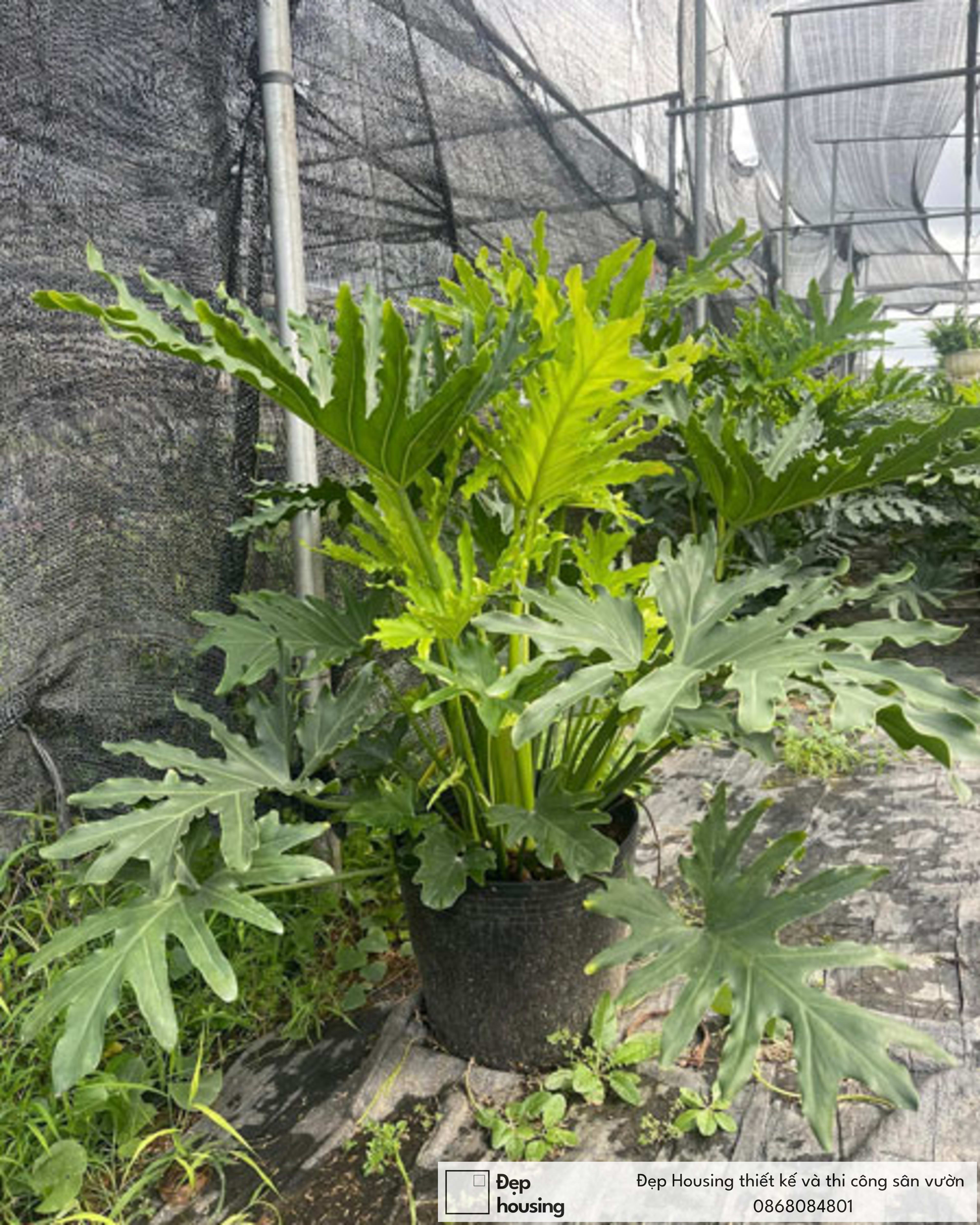 Cây trầu bà thanh xuân lớn