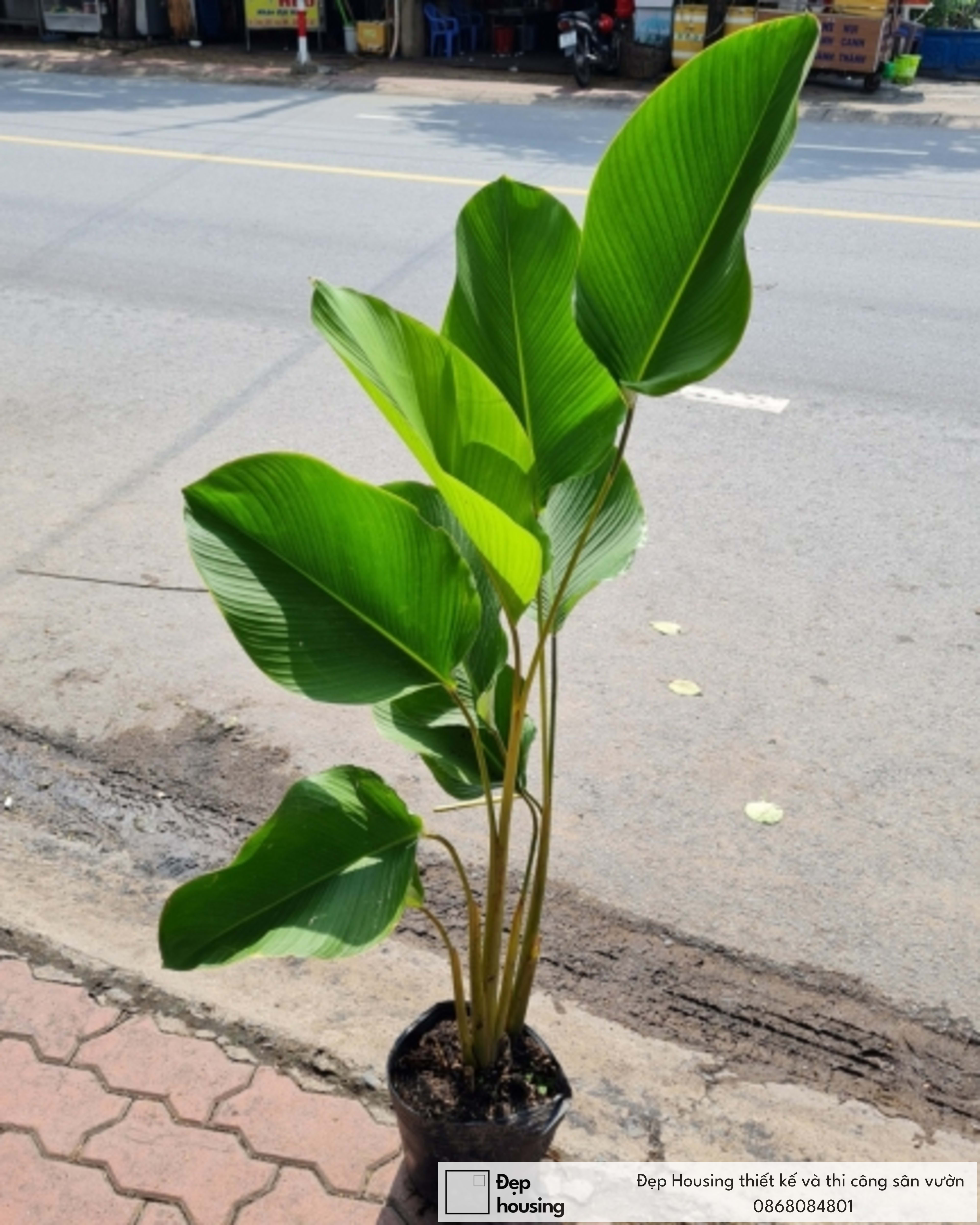 Cây lá dong bạc nhỏ
