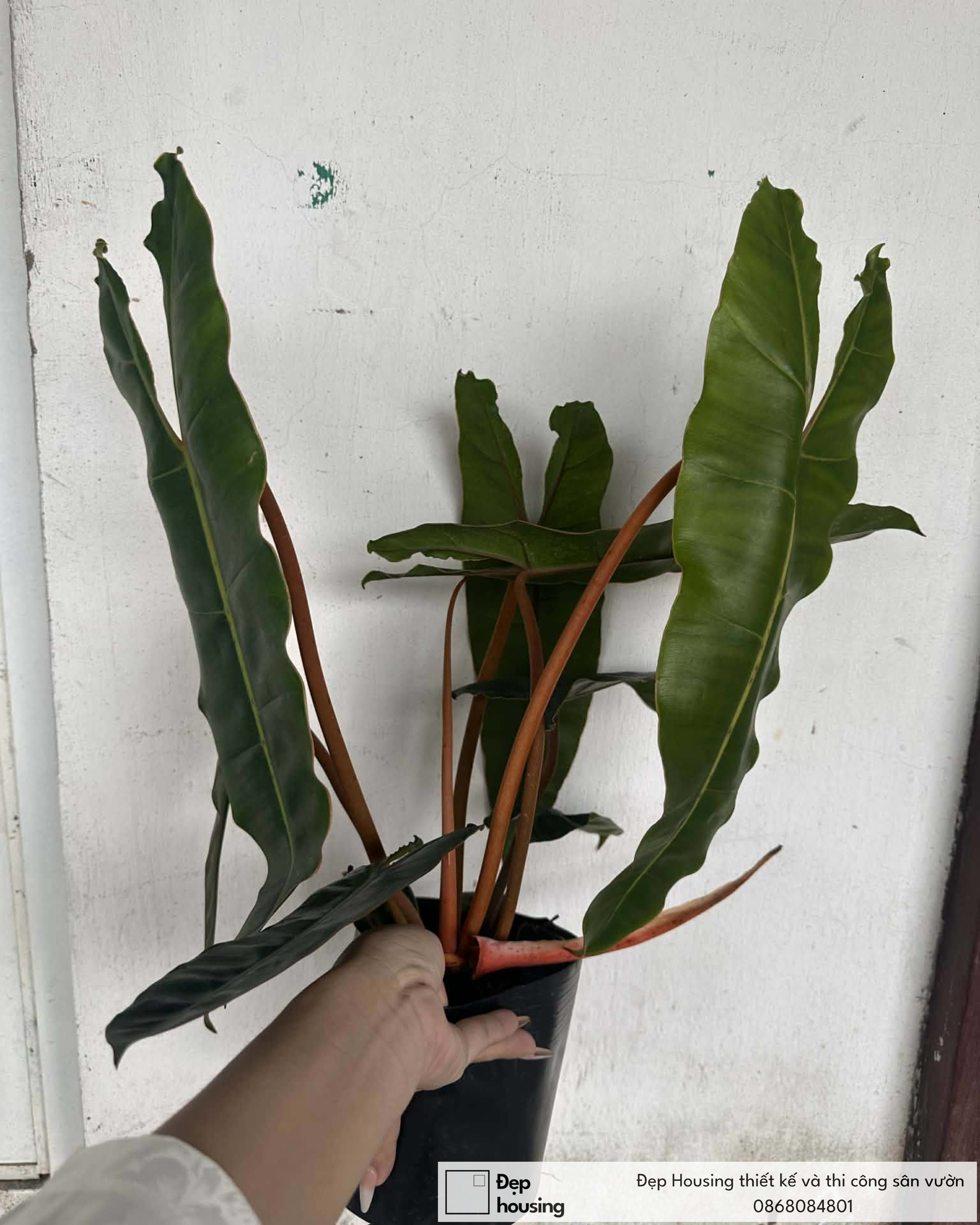 Cây hạc cam nhỏ