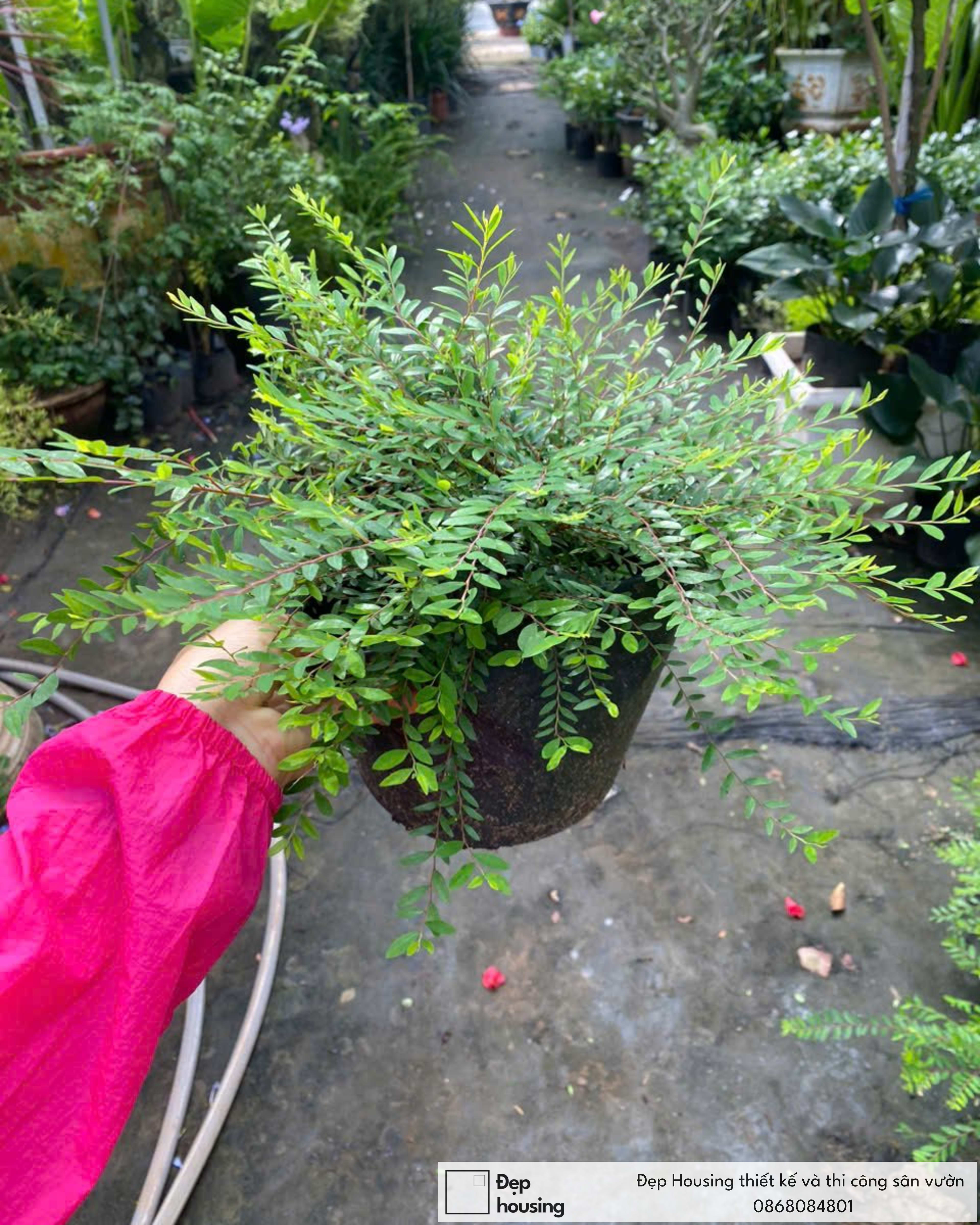 Cây sơn liễu