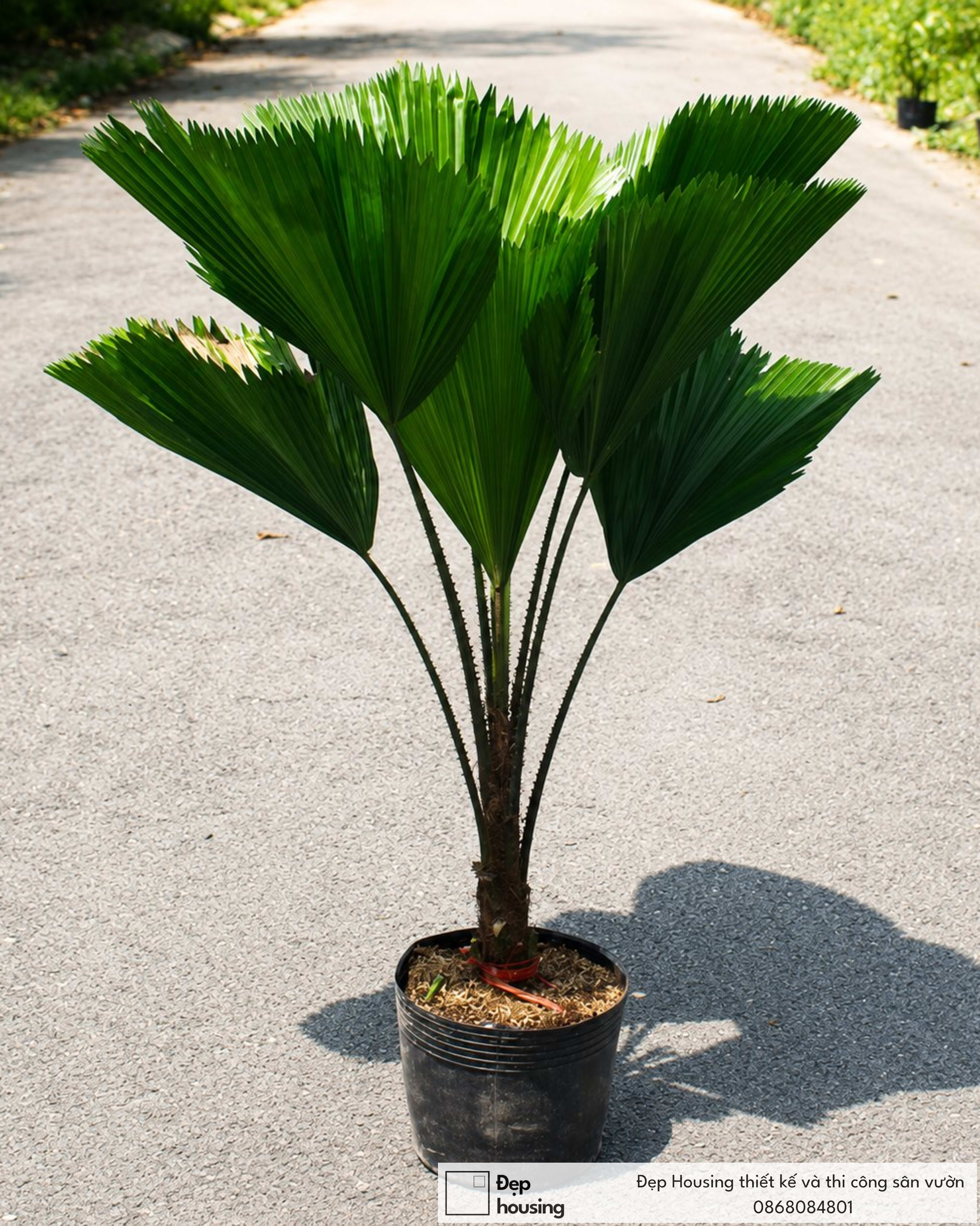 Cây kè nhật nhỏ