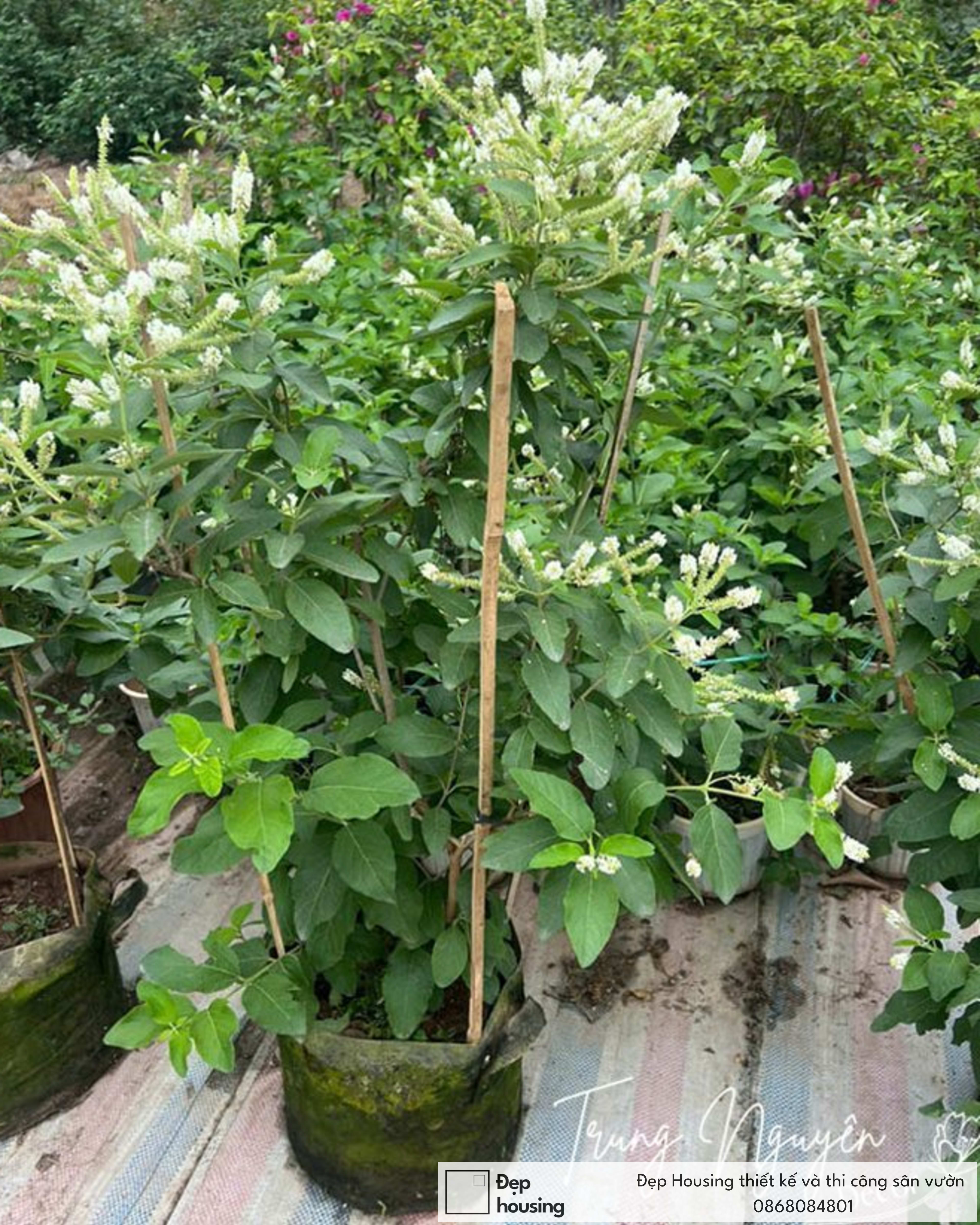 Bạch trầm hương lớn